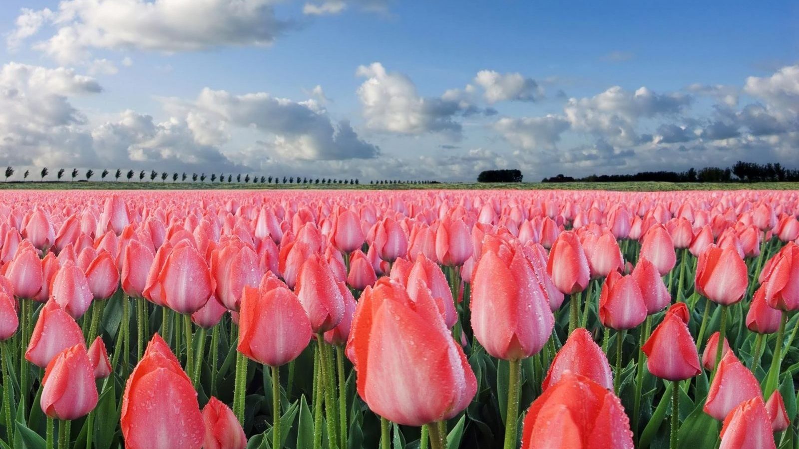 Tulipanes morados primavera tulipanes en un morado fondo de pantalla   Pxfuel
