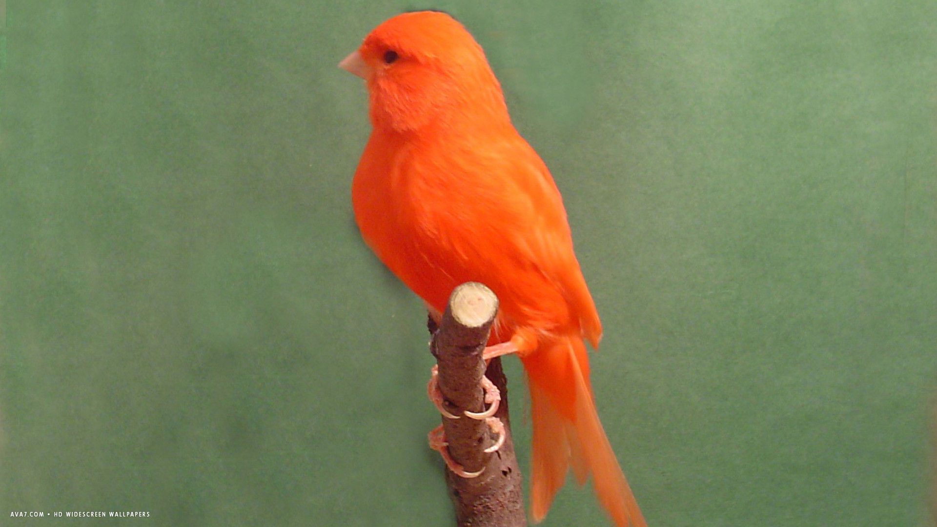 factor rojo canario pájaro fondo de pantalla panorámico hd / fondos de pájaros