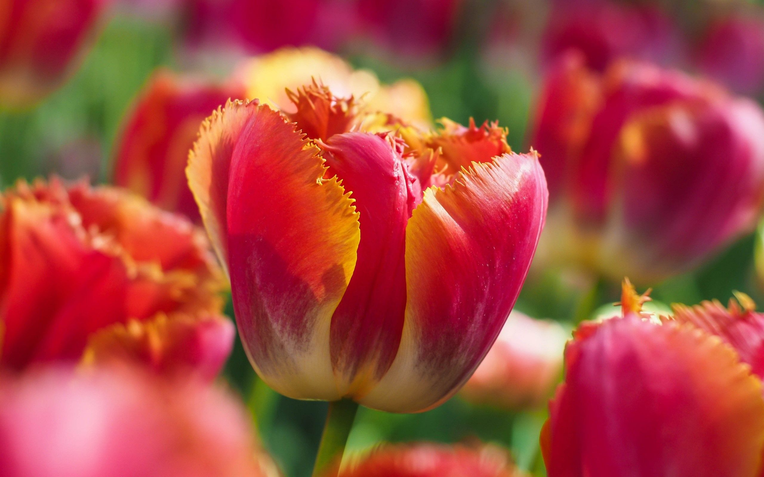Fondo de pantalla de tulipán 2560x1600