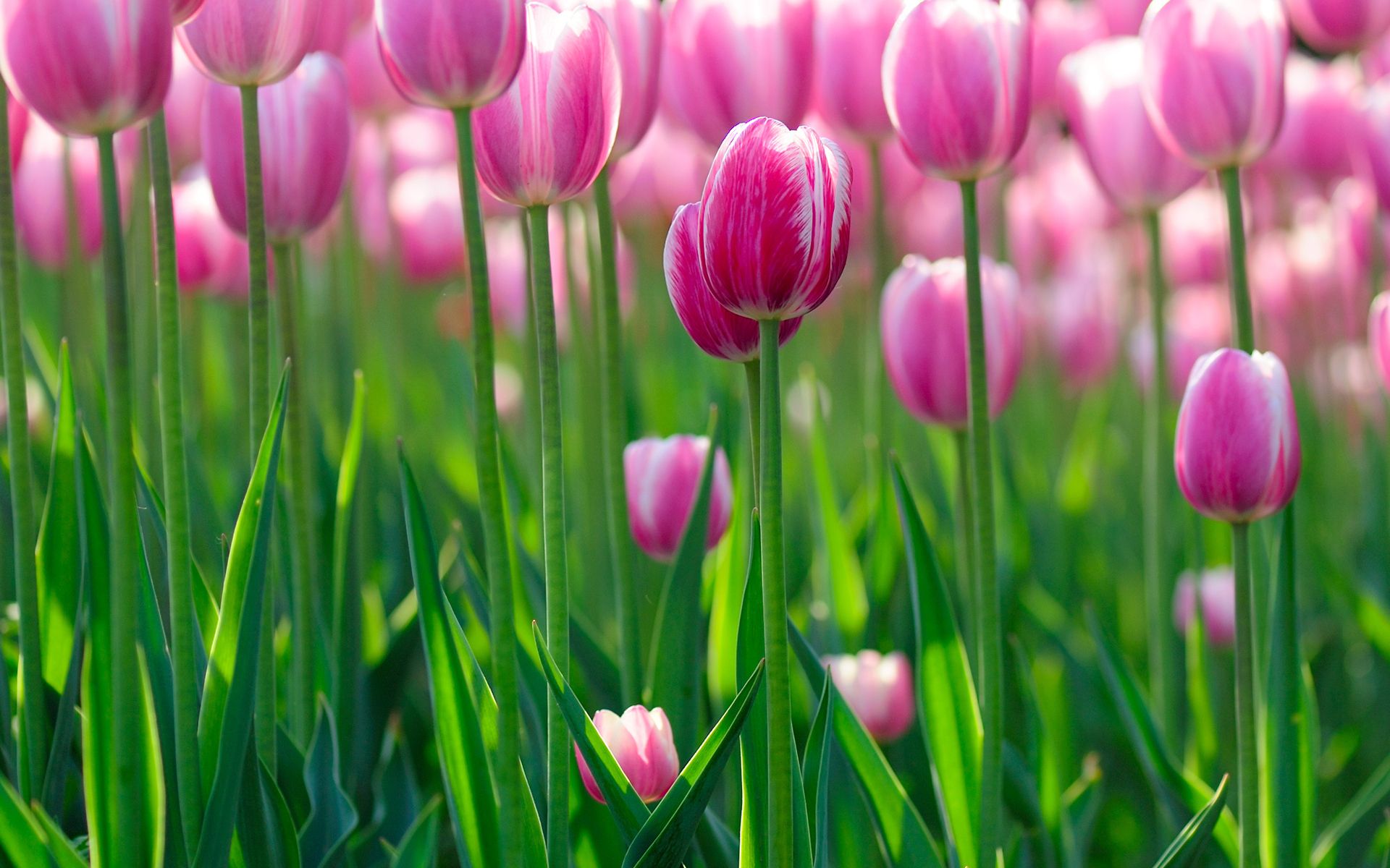 Fondo de pantalla de tulipán 1920x1200