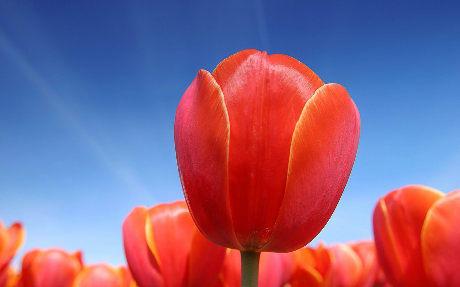 Fondo de pantalla de tulipán 1600x1000