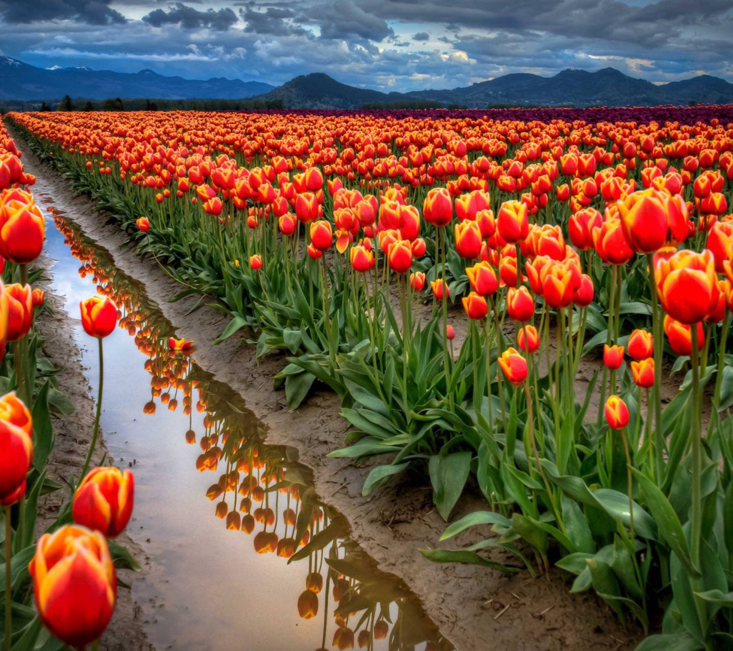 Fondo de pantalla de tulipán 1440x1280
