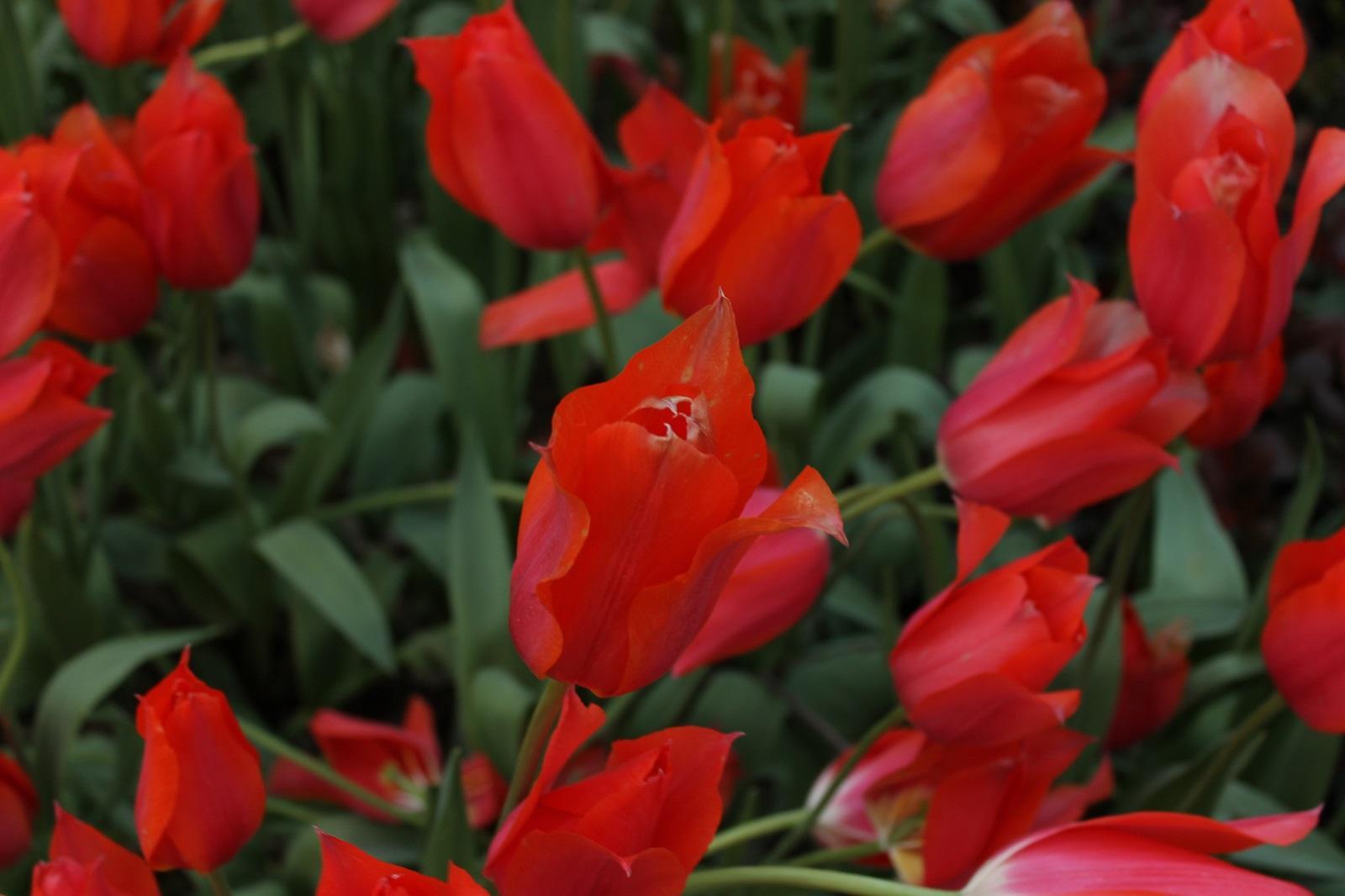 Fondo de pantalla de tulipán 1600x1066