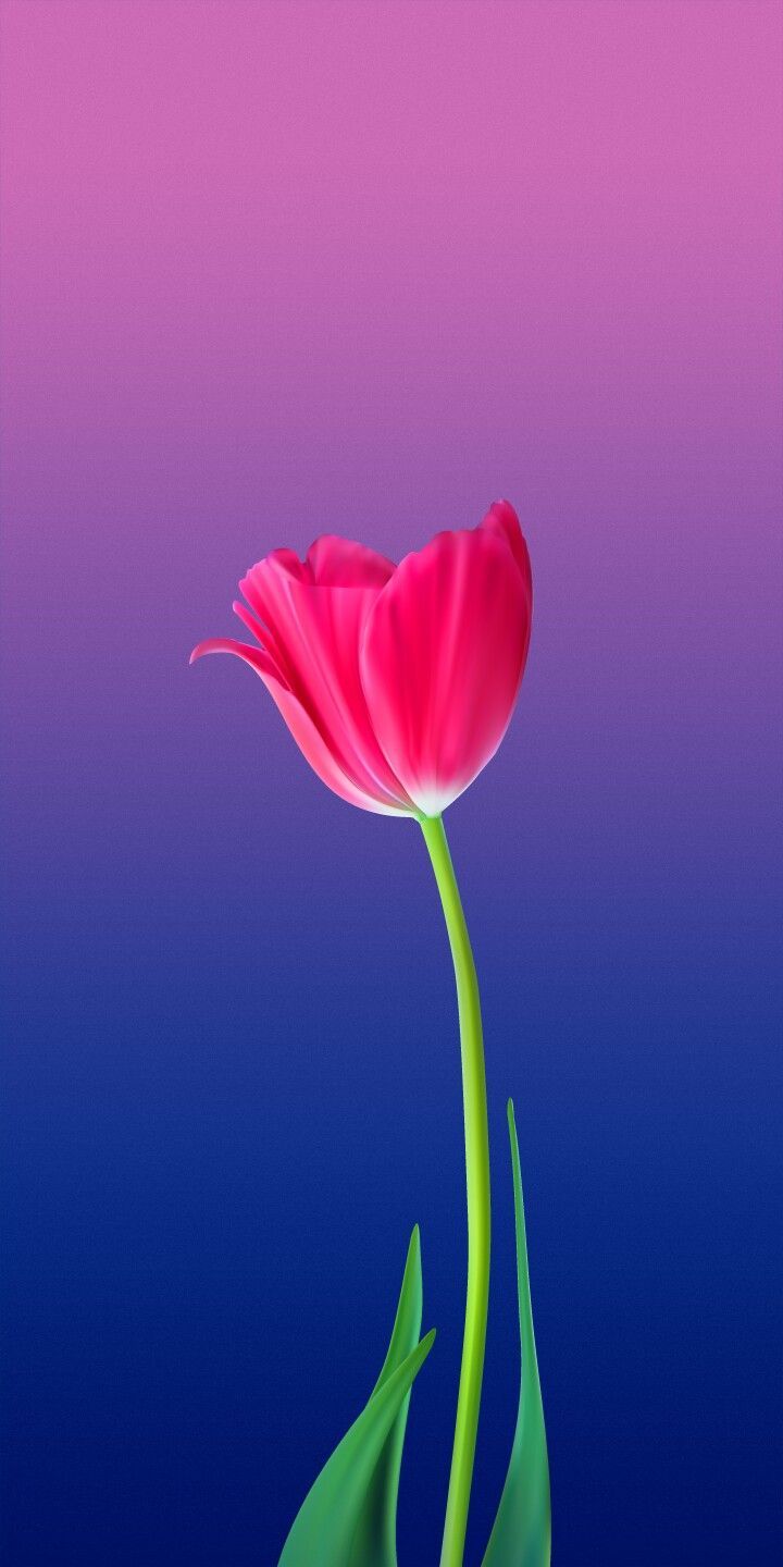 Fondo de pantalla de tulipán 720x1440