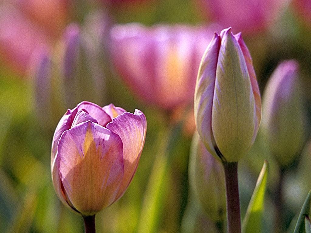 Fondo de pantalla de tulipán 1024x768