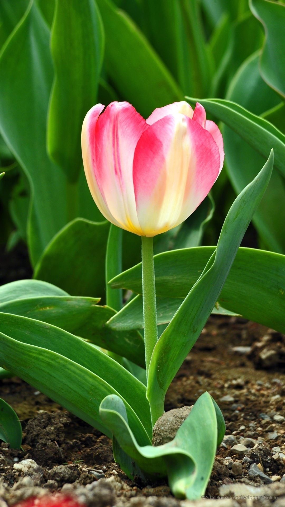 Fondo de pantalla de tulipán 1080x1920