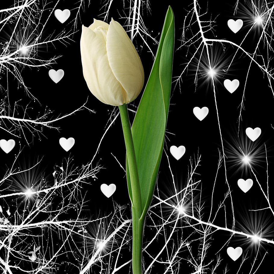 Fondo de pantalla de tulipán 910x910