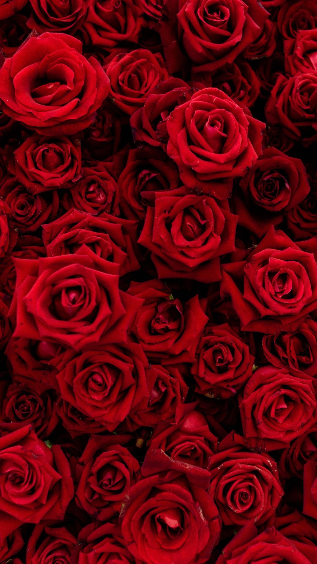 Fondo de pantalla de Flor Roja 1080x1920