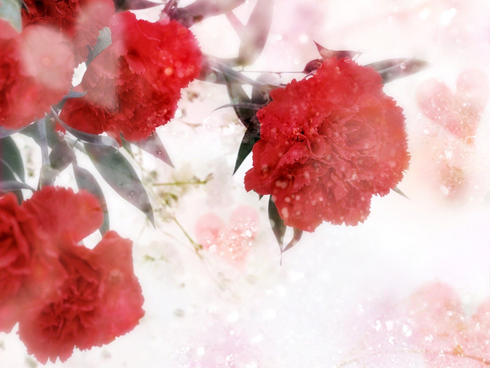 Fondo de pantalla de Flor Roja 1600x1200