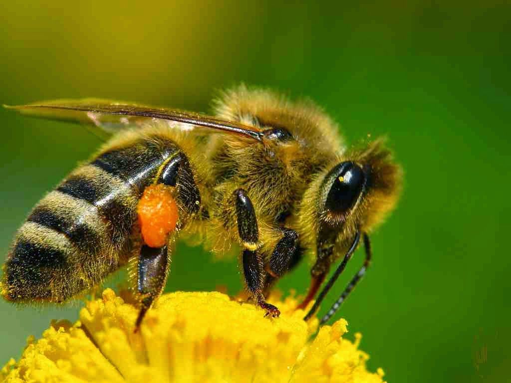 Fondos de pantalla de abeja - FondosMil