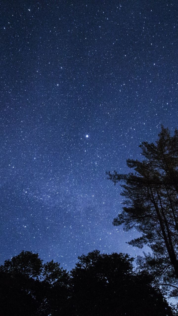 Starry Sky Trees Stars Night Wallpaper- [720x1280]