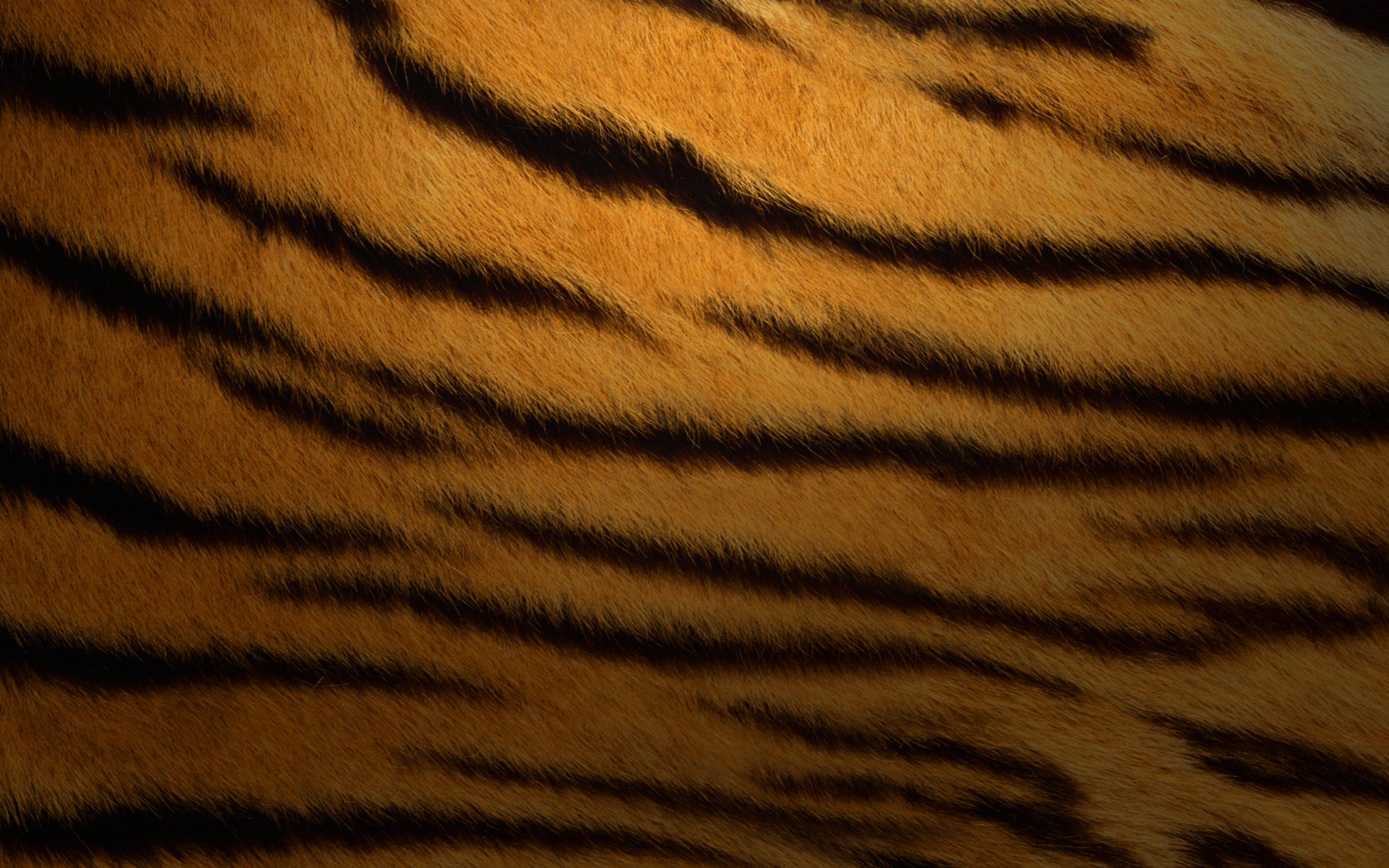 Fondo de pantalla de tigre 2560x1600