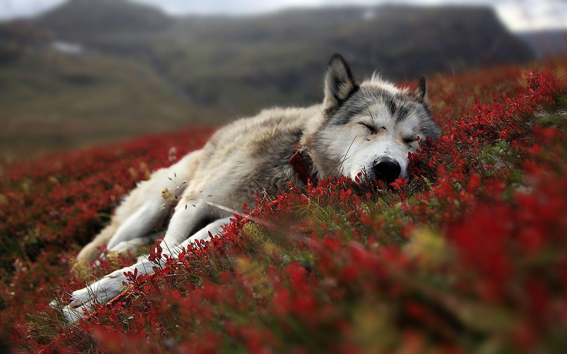 Wolf Wallpapers HD
