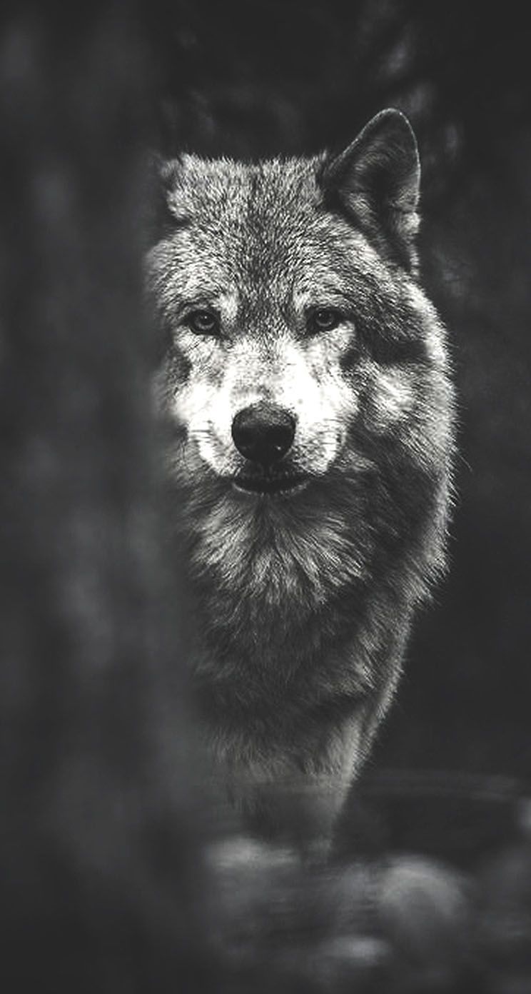 Fondos de pantalla de iPhone de Wolf - Los mejores fondos de iPhone de Wolf gratis