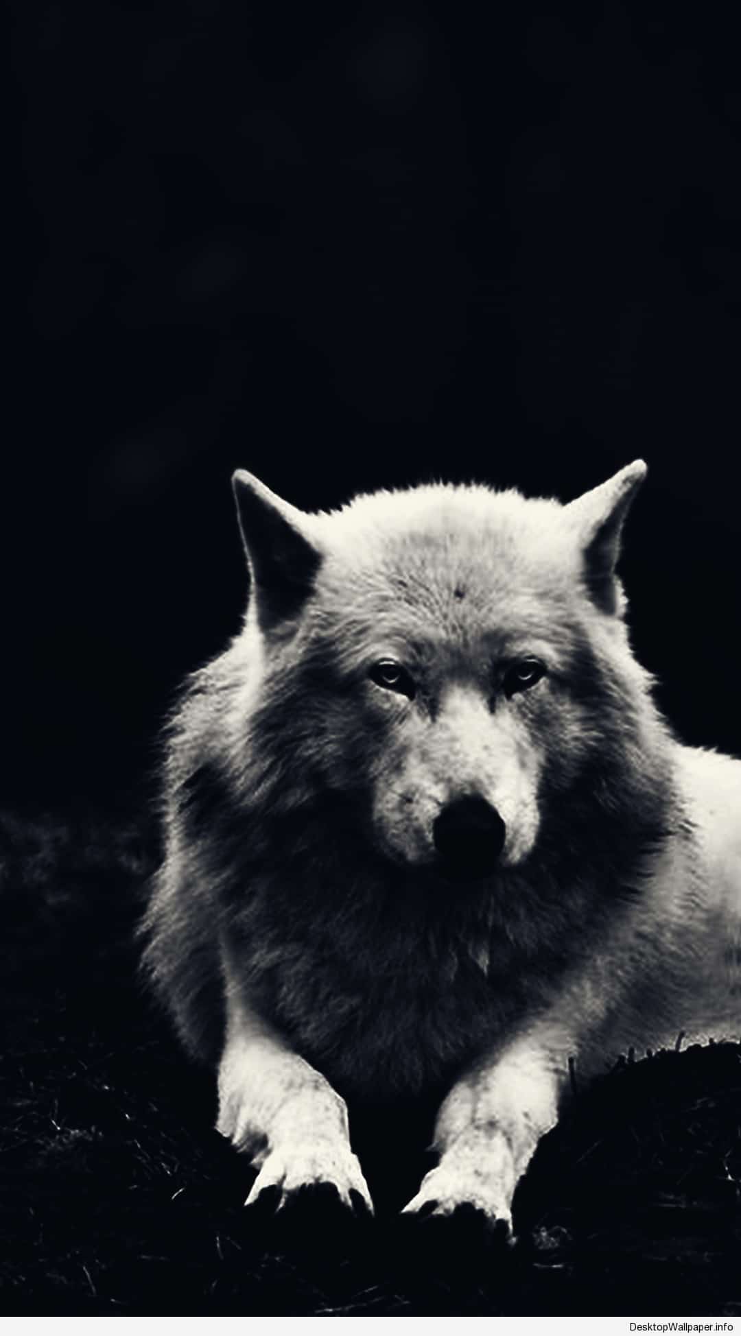 Gray Wolf Wallpaper - Wolf Wallpaper Hd Android (# 129580) - HD