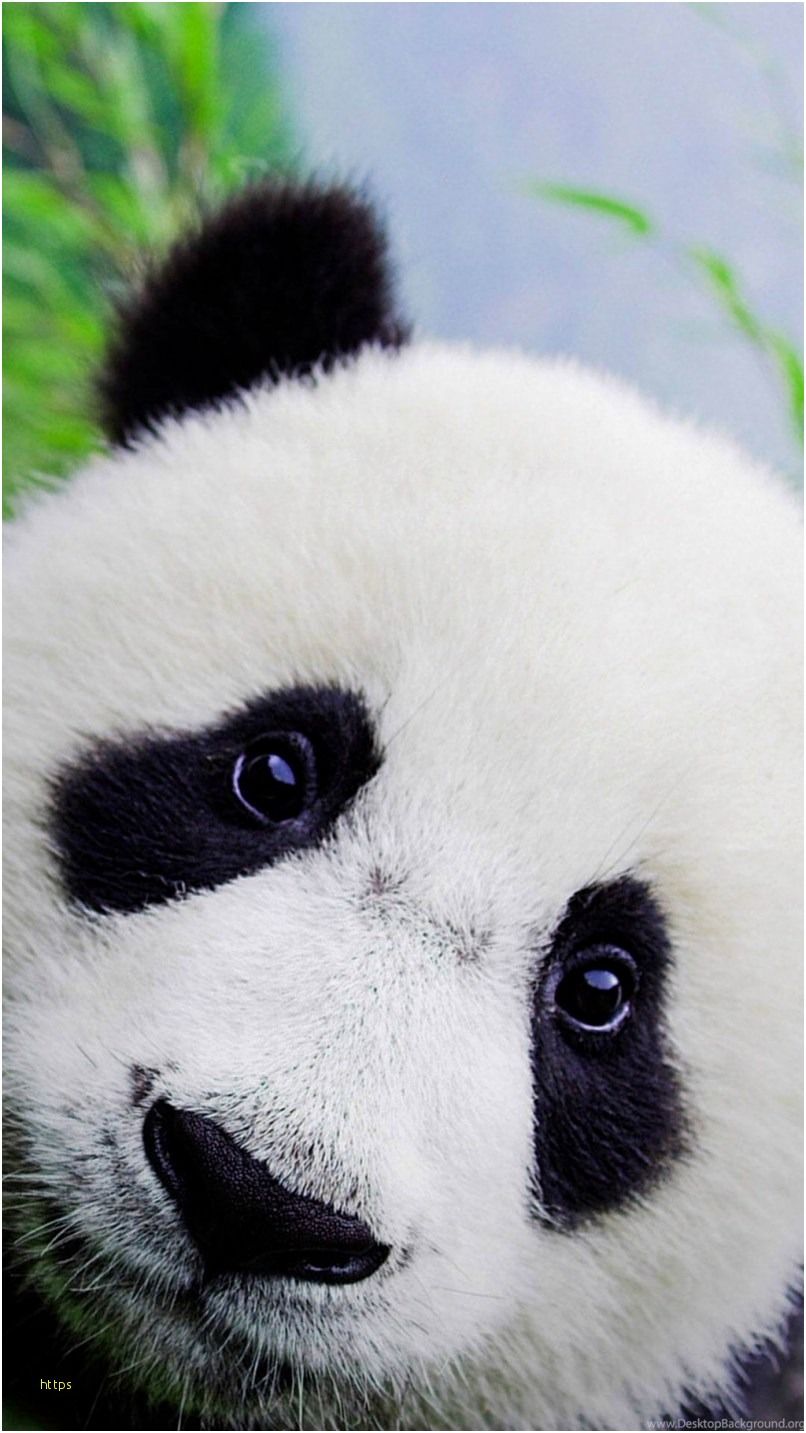 Cute Panda Wallpaper Best Of Cute Panda Wallpapers - Baby Panda