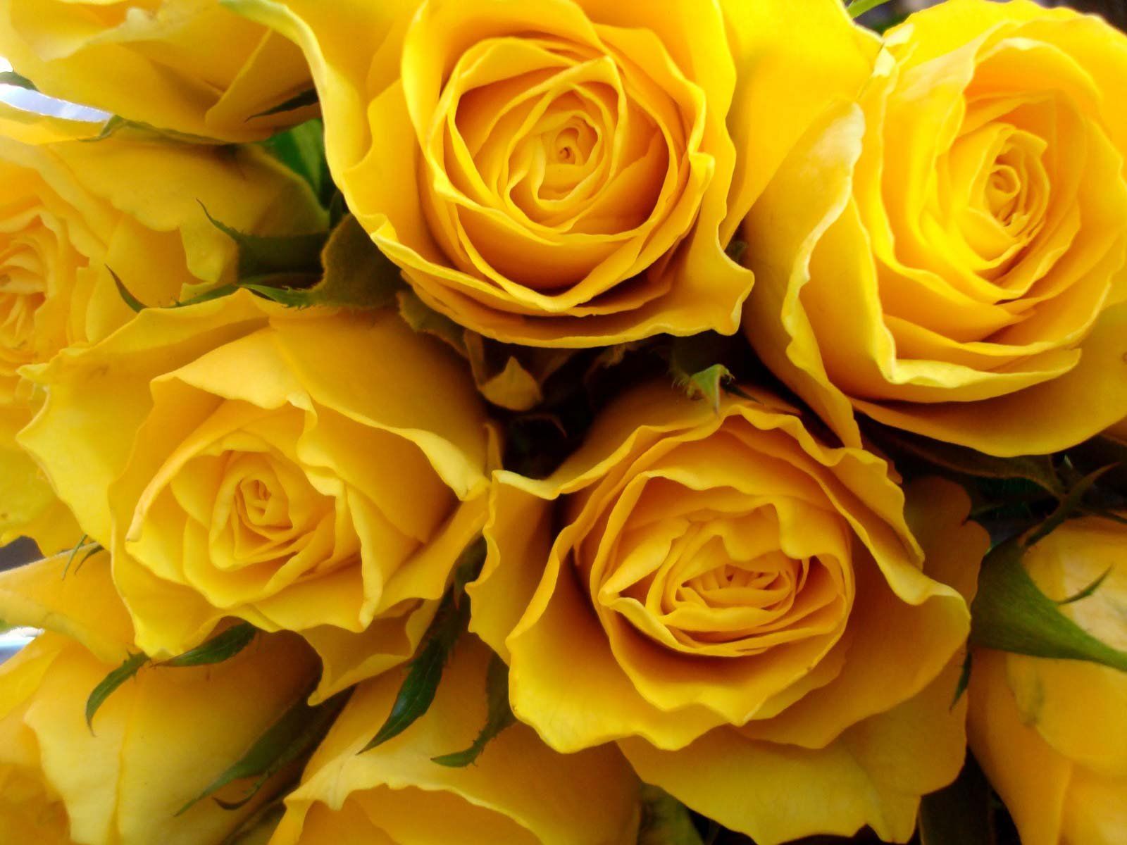 Fondos de pantalla de flores amarillas - FondosMil