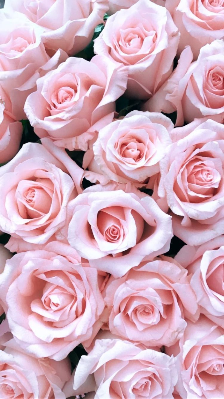 Fondos de pantalla de flores rosas - FondosMil