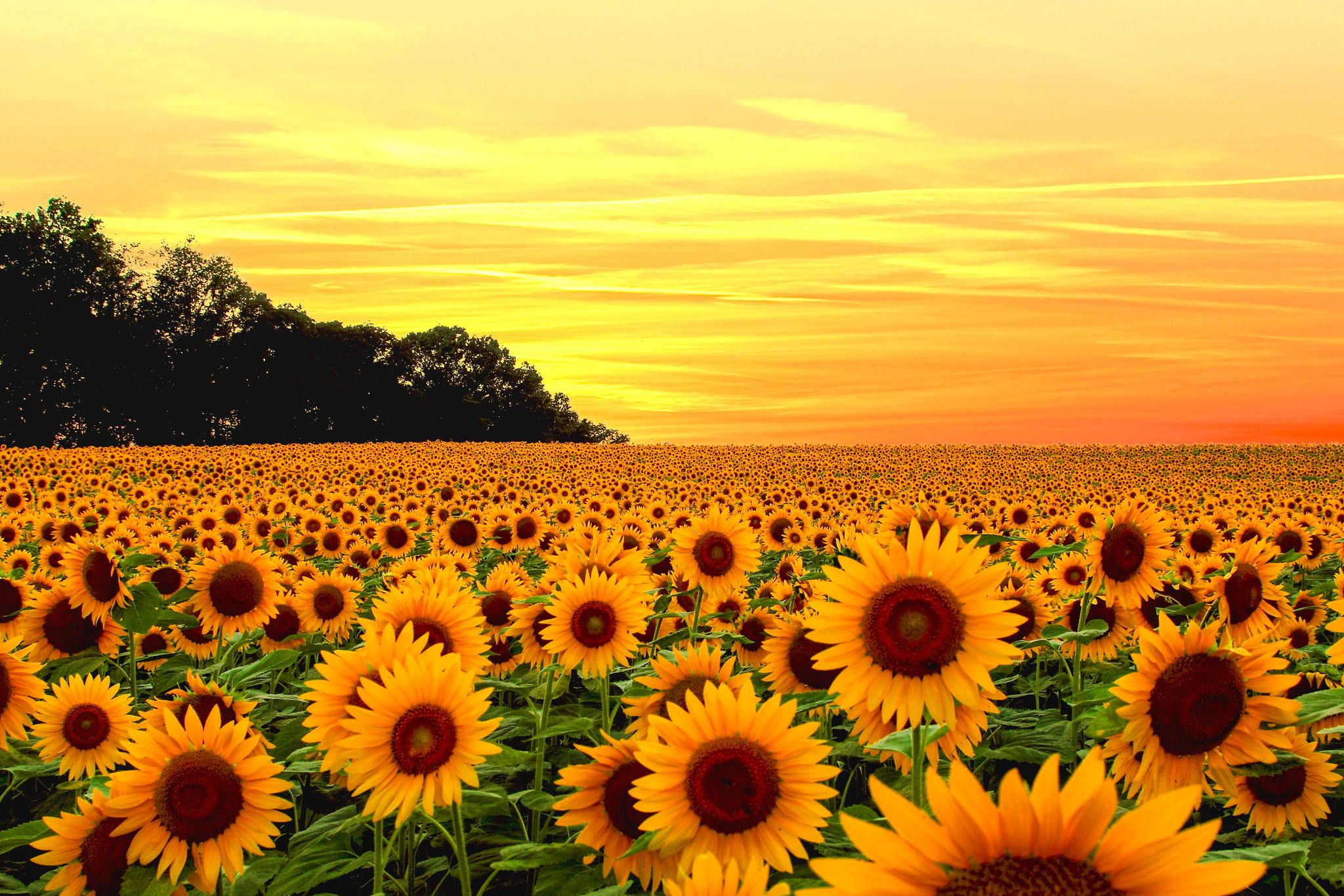 Download Sunflowers wallpapers for mobile phone free Sunflowers HD  pictures