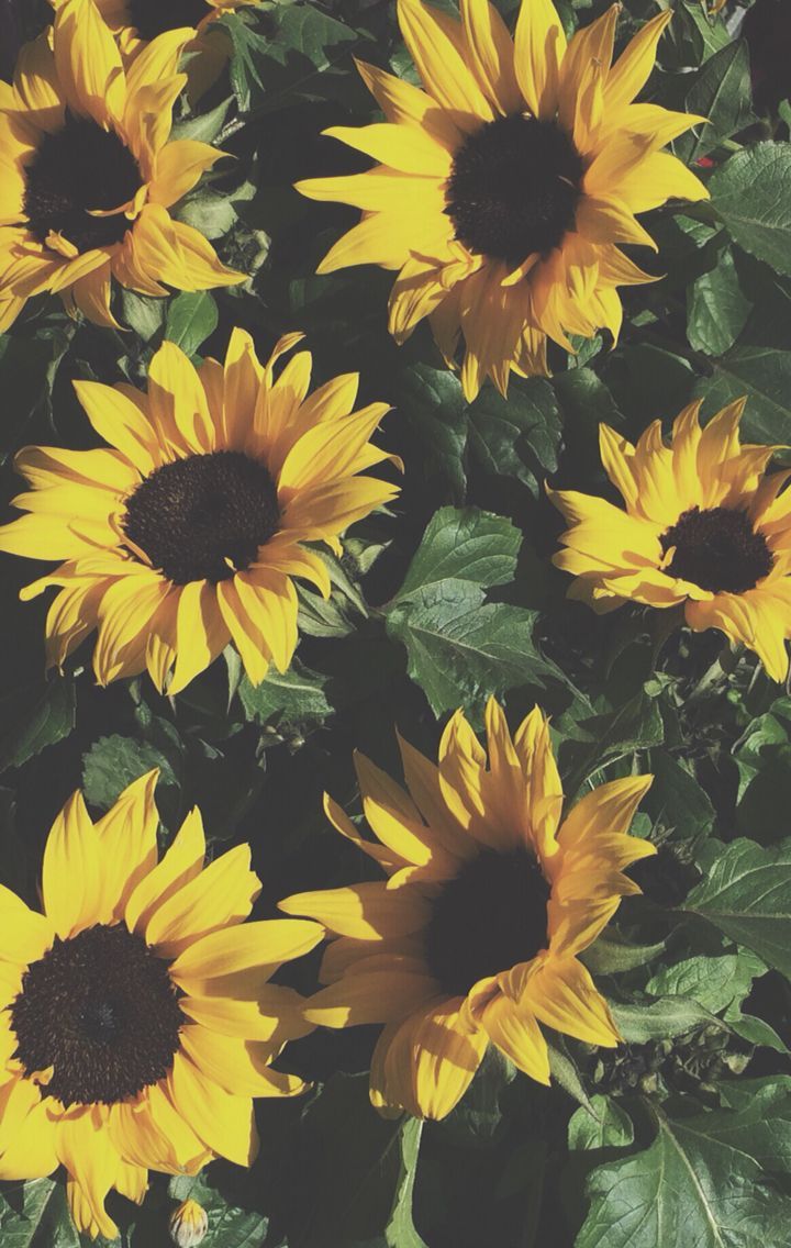 Anniehallw ☻ Girasol Iphone Wallpaper, Flores amarillas, - Iphone