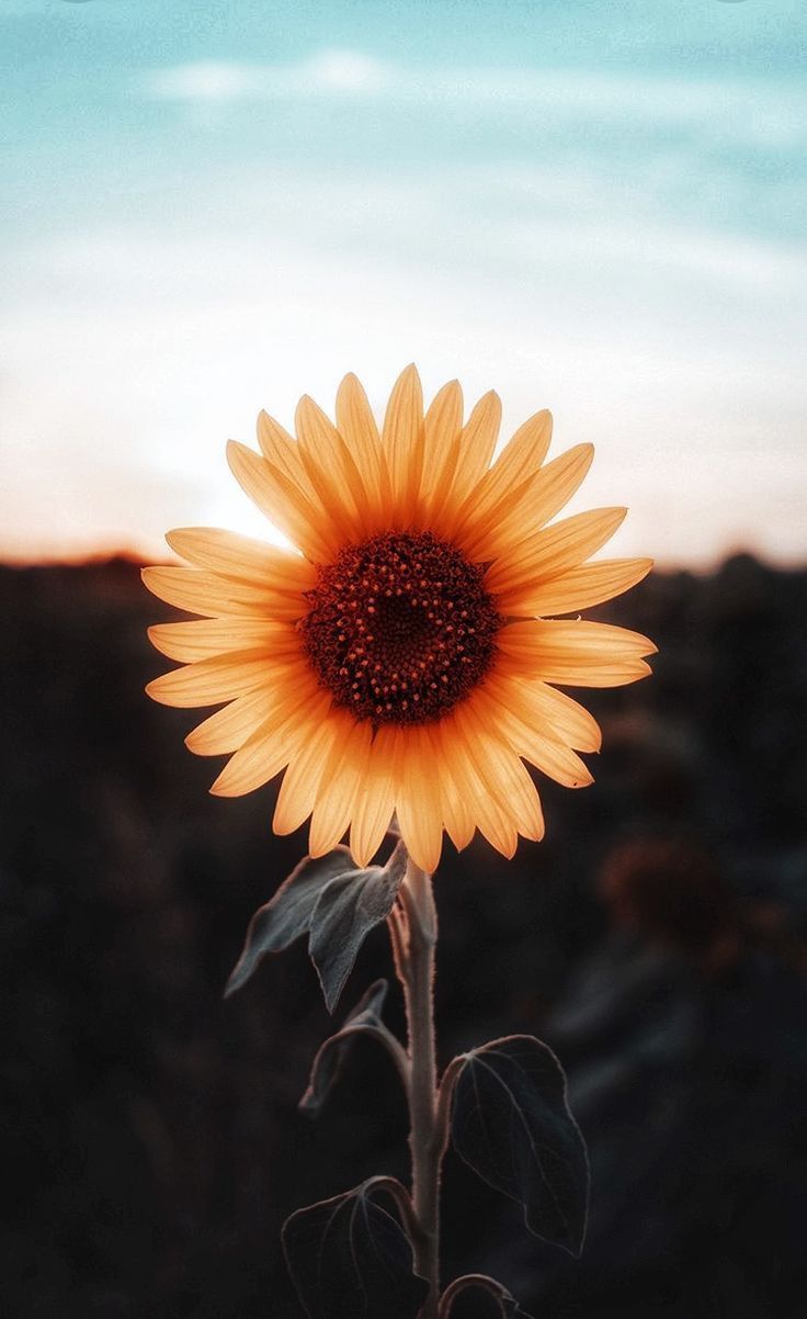 Sunflower IPhone Wallpapers
