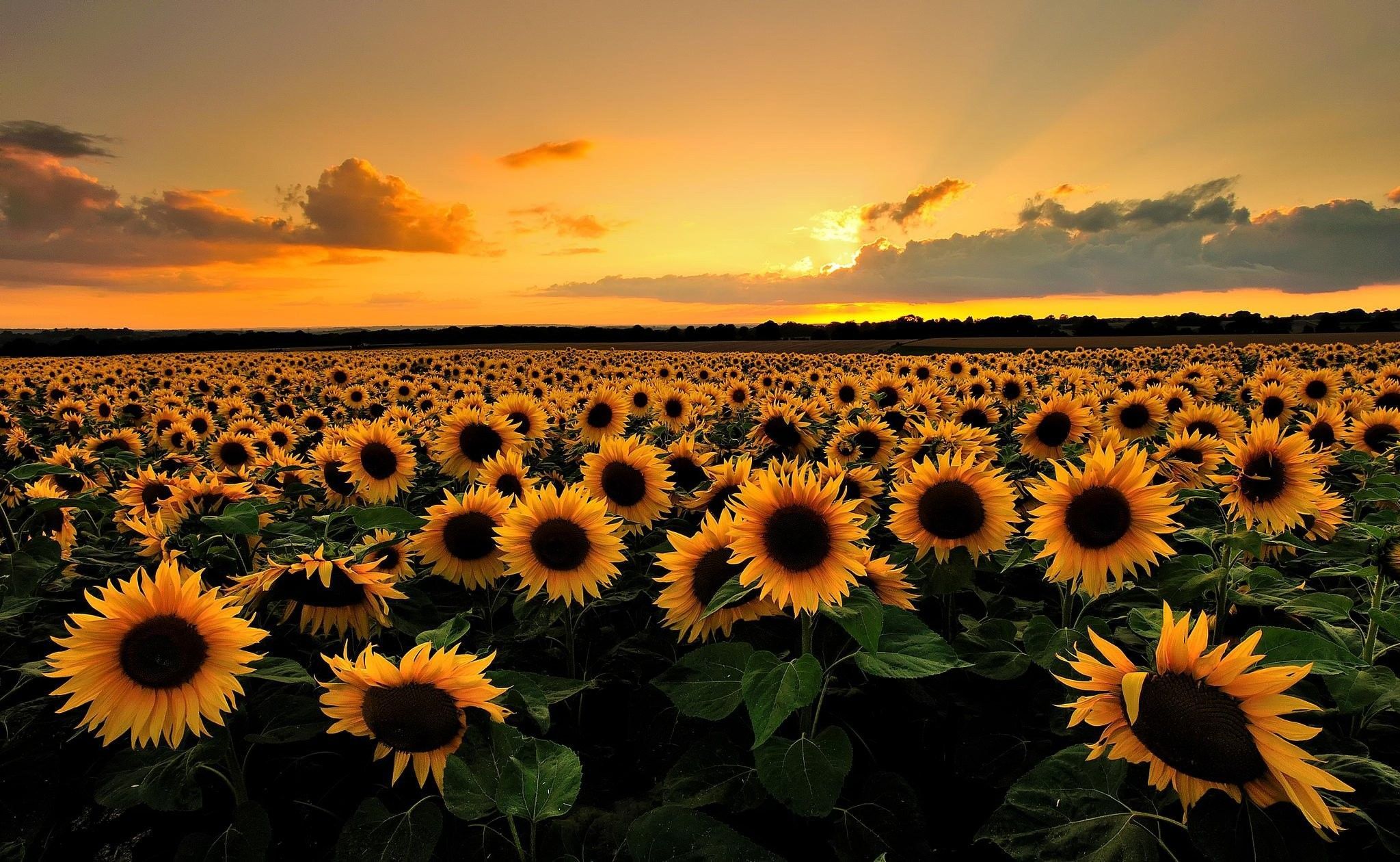 Sunflower Desktop Wallpapers - Top Free Sunflower Desktop