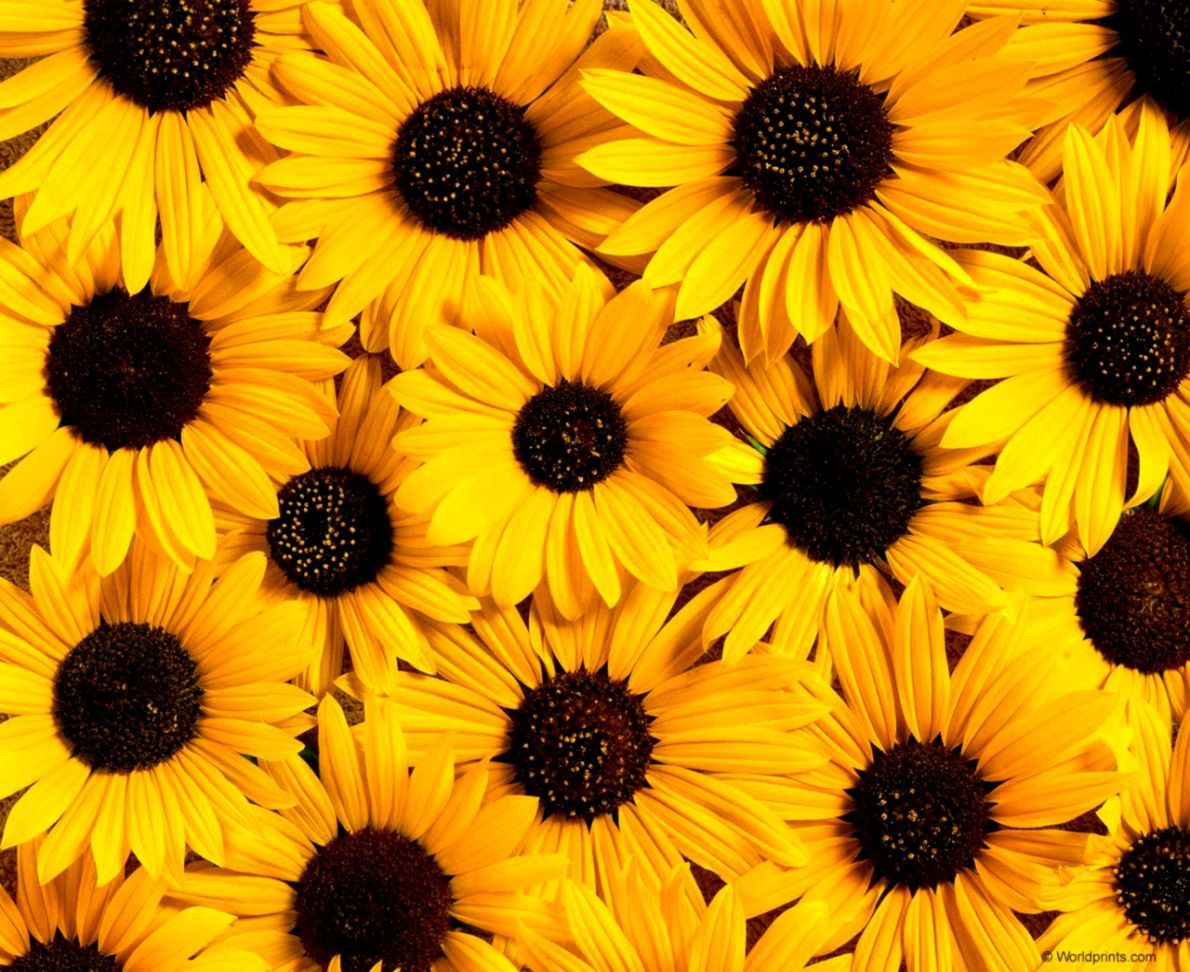 Best Nature Sunflowers Hd Wallpaper | The Great Wallpapers