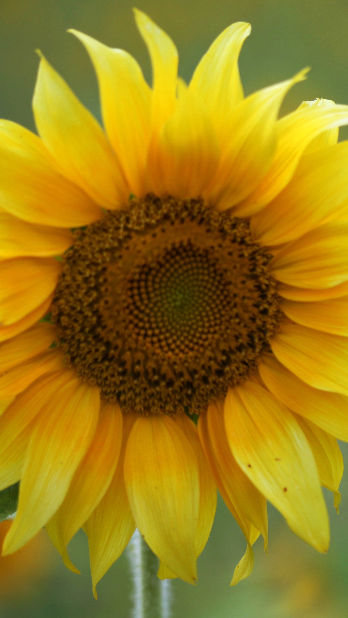 Sunflower Wallpaper - Fondos de iPhone, Android y de escritorio
