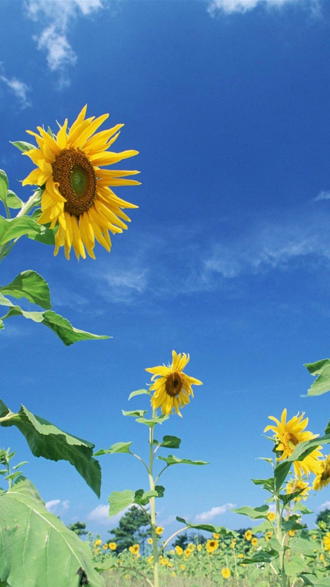 Sunflower Android Wallpaper HD - 2019 fondos de pantalla de Android