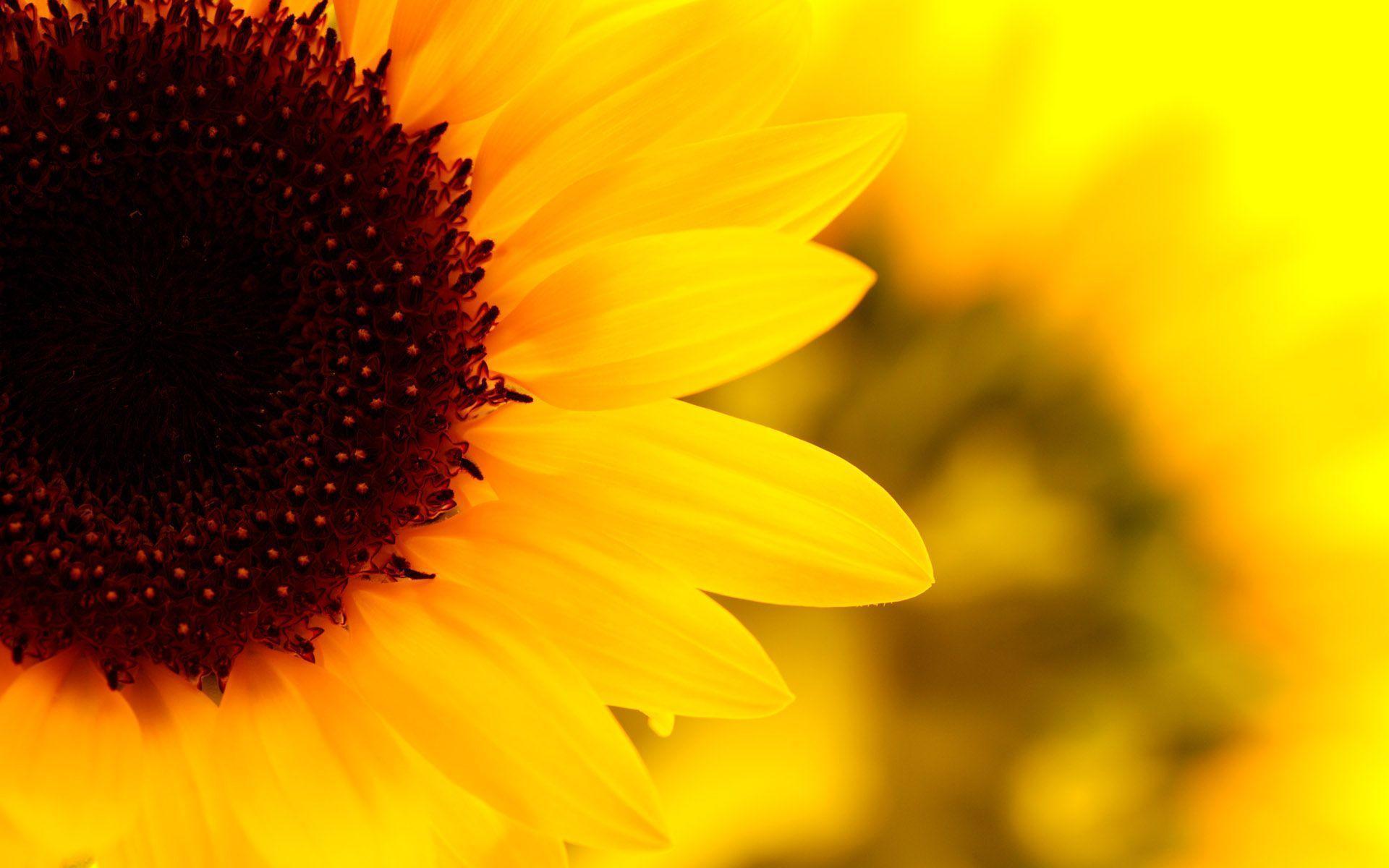 Sunflower Desktop Wallpapers Free