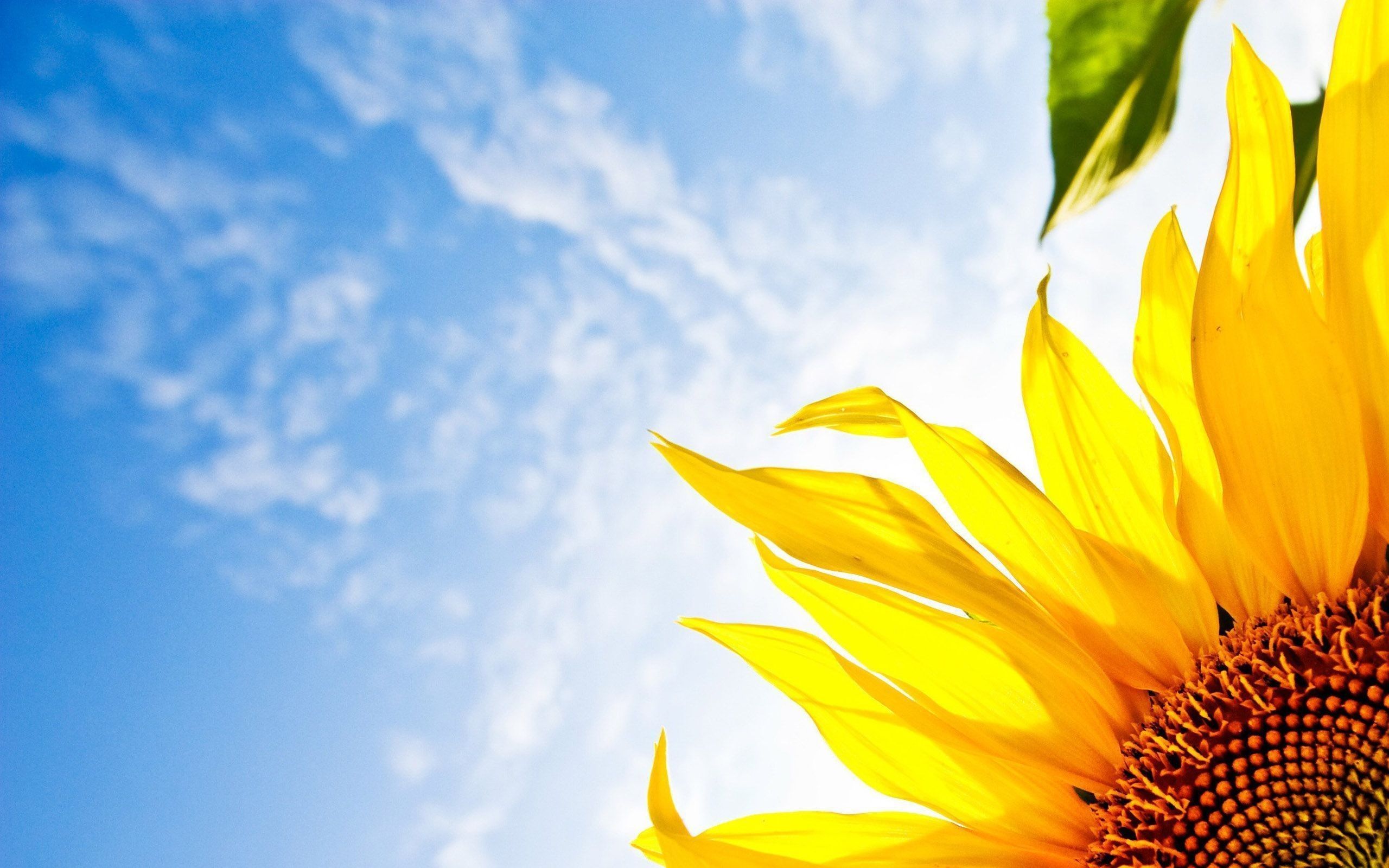 Sunflower Wallpaper Desktop (más de 67 fotos)