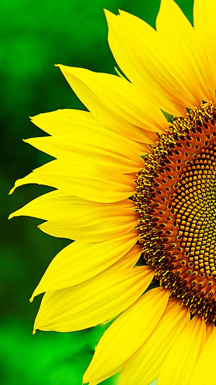 Sunflower Wallpaper (más de 24 imágenes)