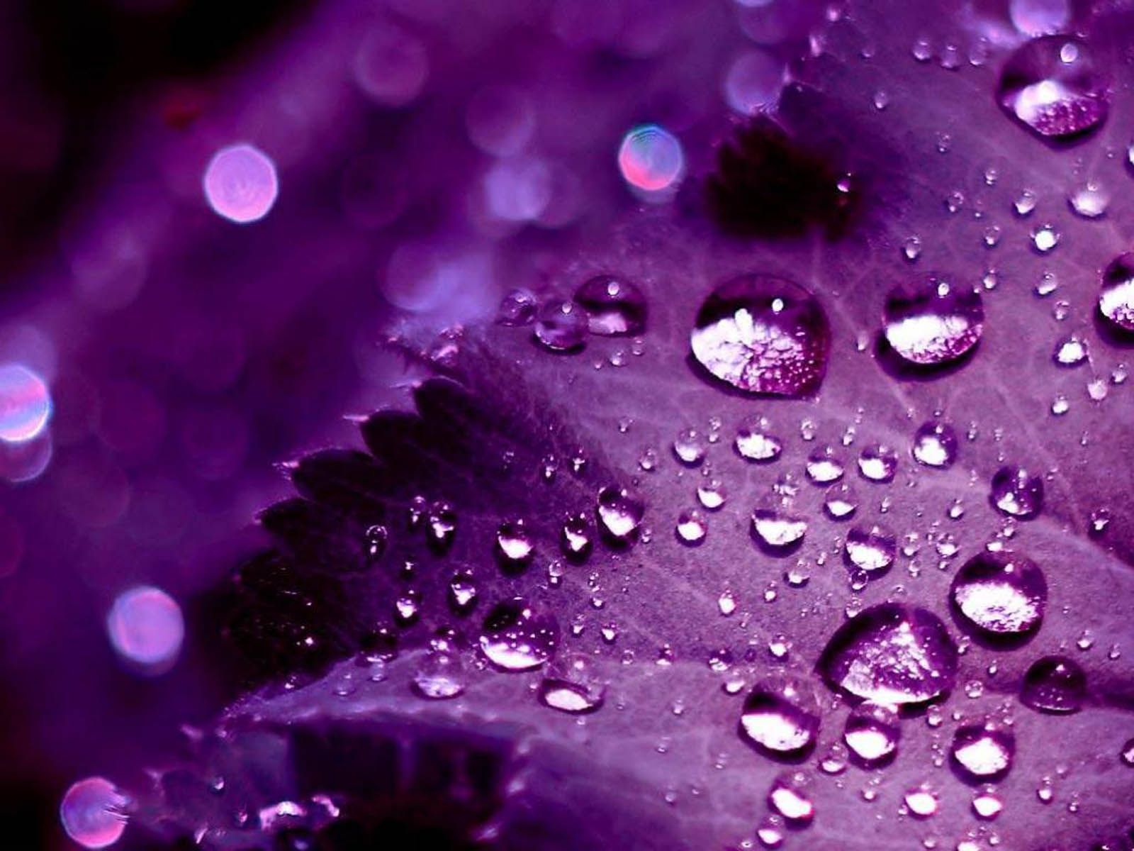 43 HD Purple Wallpaper / Imágenes de fondo para descargar gratis