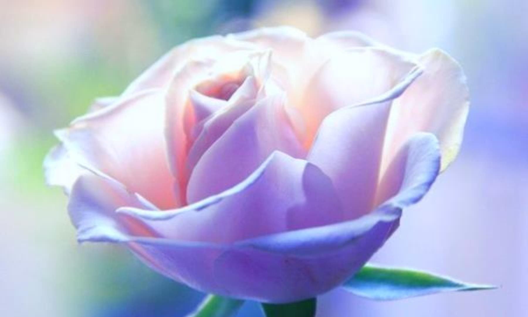 Flowers: Delicate Pink Rose Dreamy Soft Feminine Free Wallpapers for