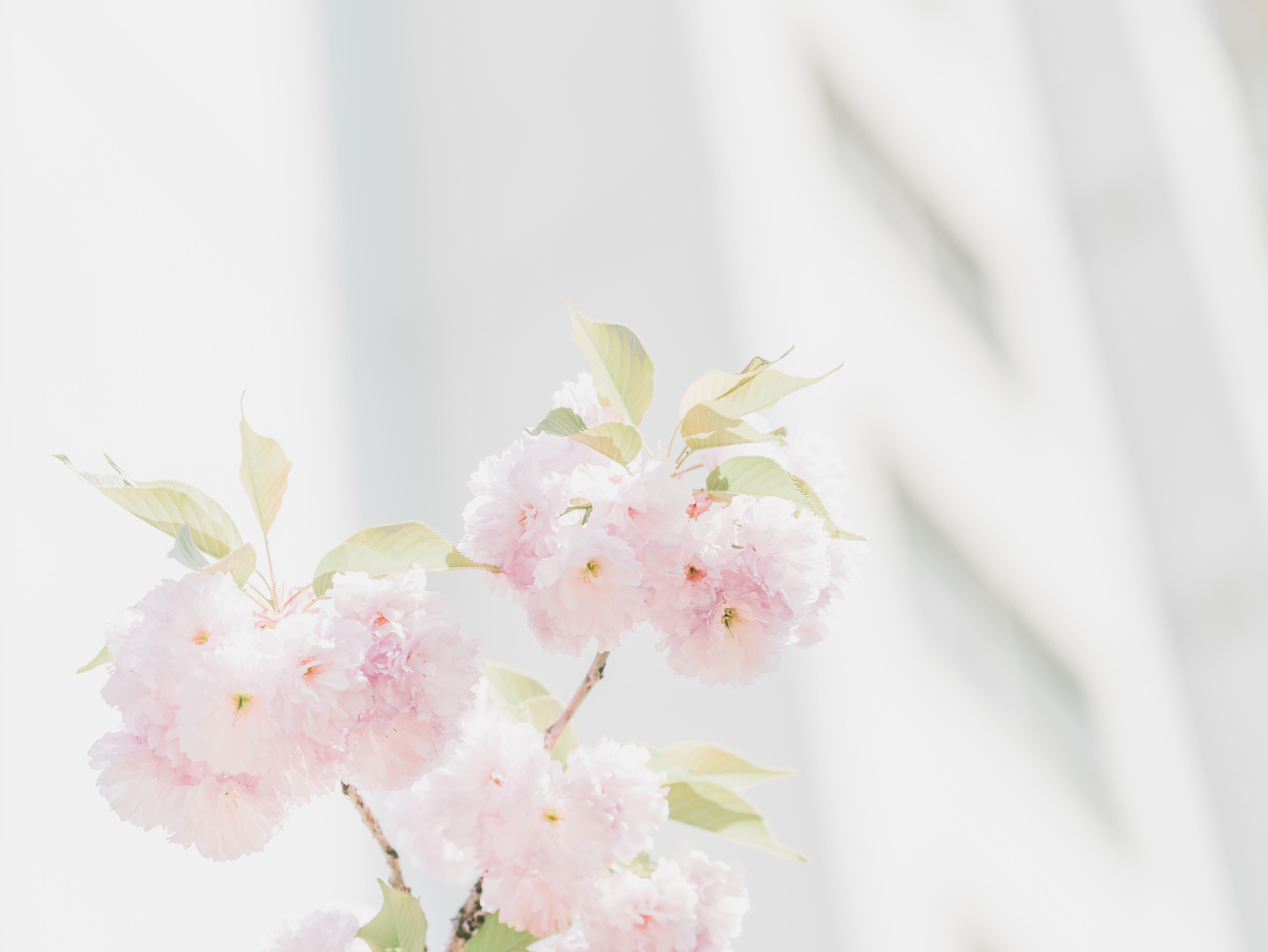5365943 7061x5304 #cherry blossom, #bright, #blur, #wallpaper
