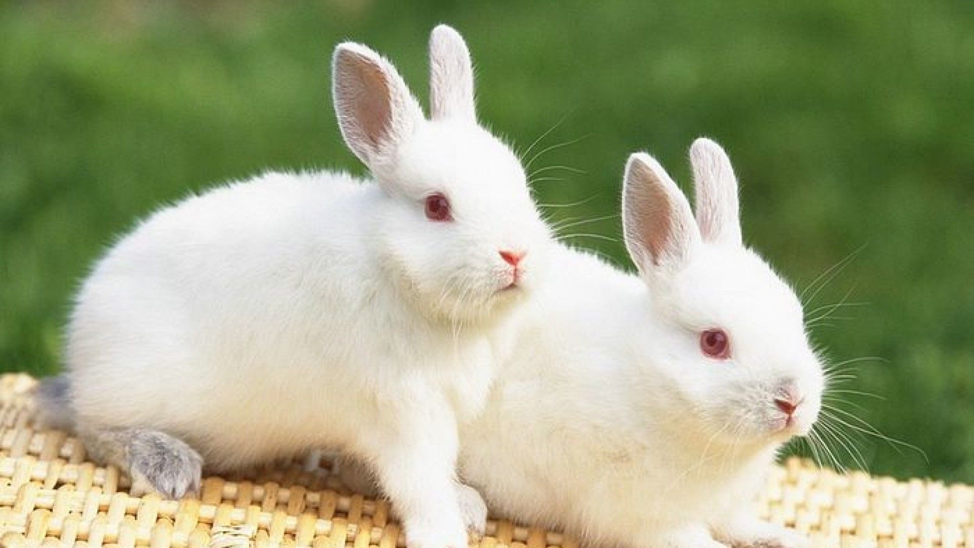 Fondo de pantalla de conejos Cute Rabbits Animal Wallpapers Gallery 1280 × 800