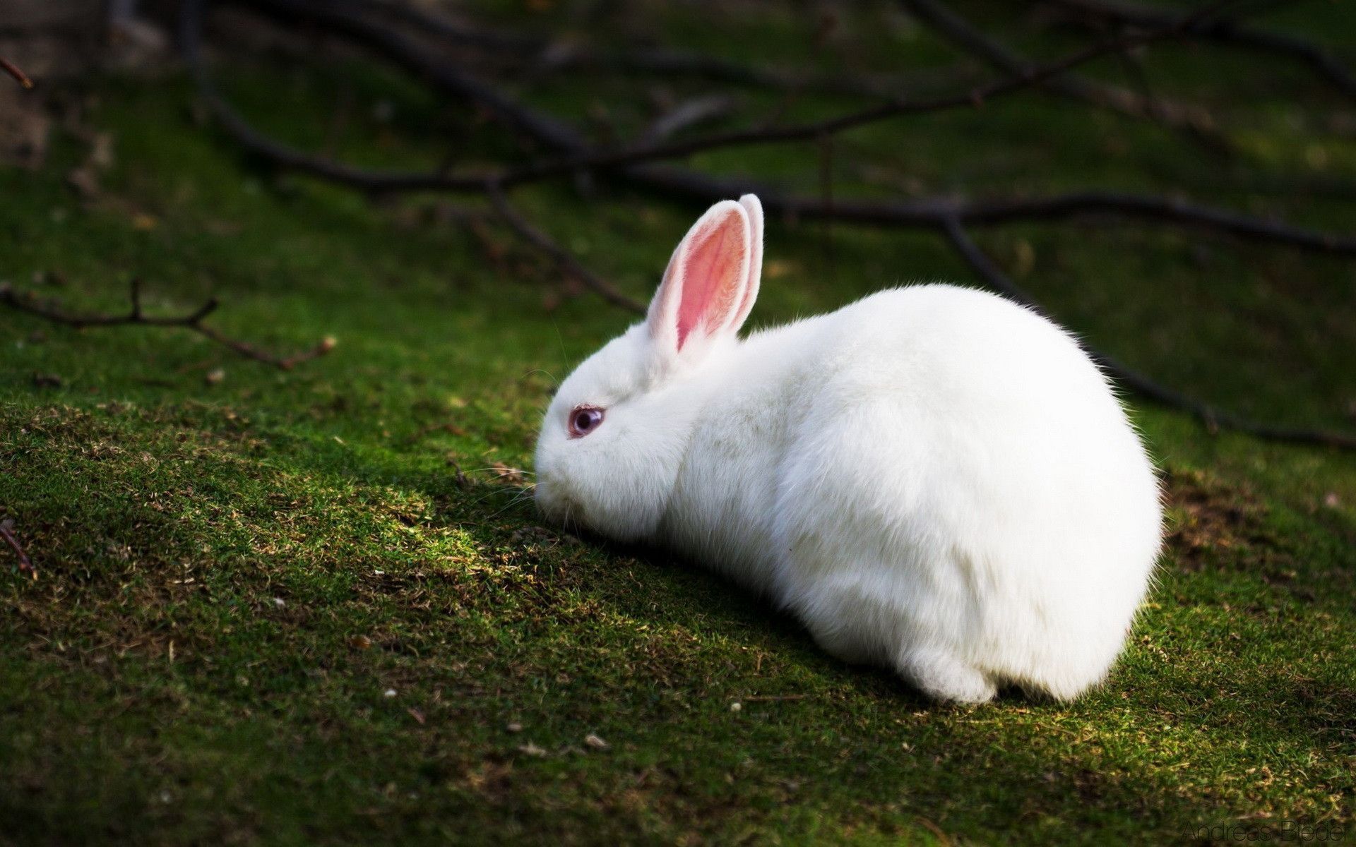 Los mejores fondos de pantalla de Conejo hermoso y lindo en HD 1920 × 1200 Conejo