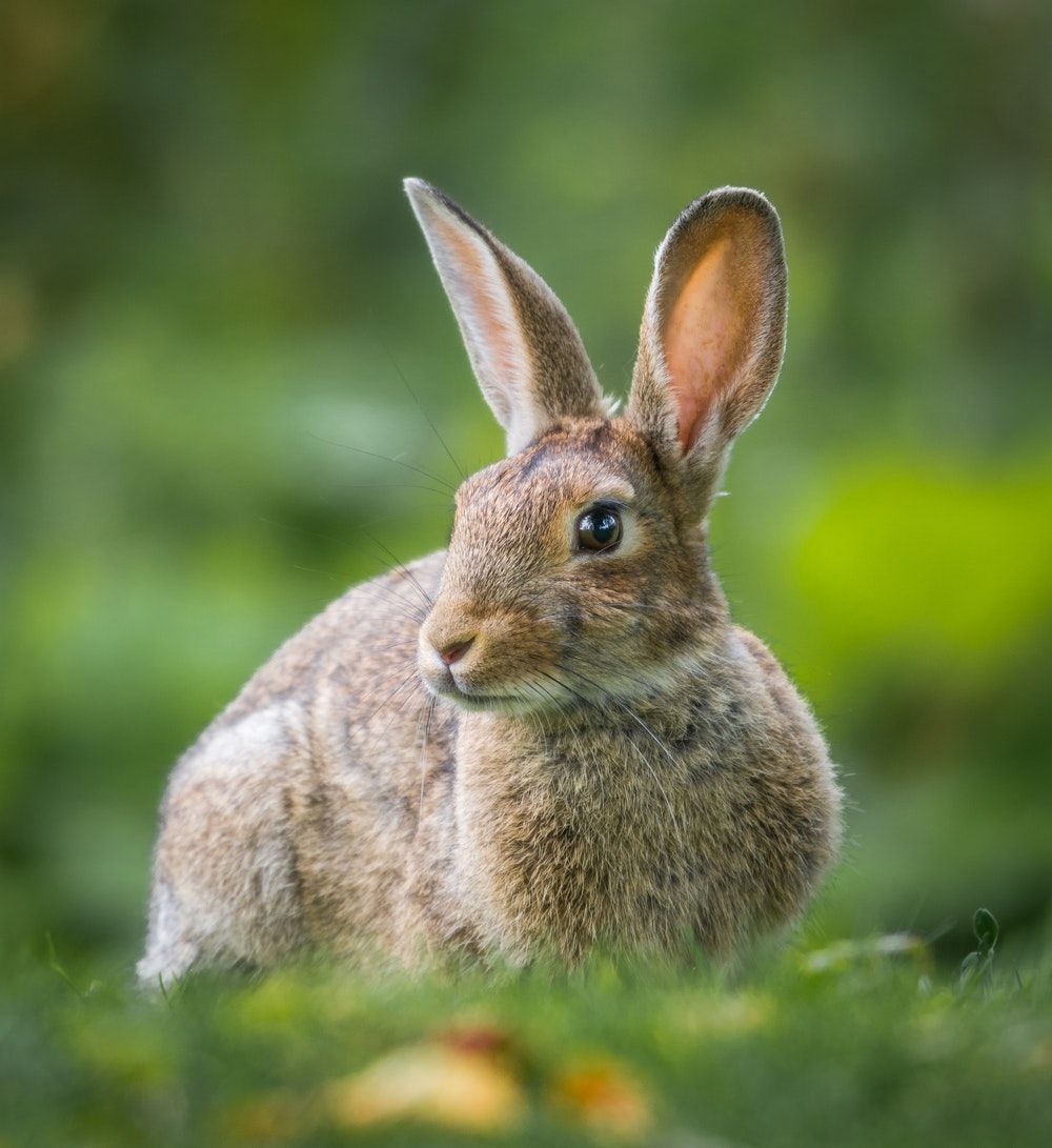 Más de 500 fotos de conejos [HD] | Descargar imágenes gratis