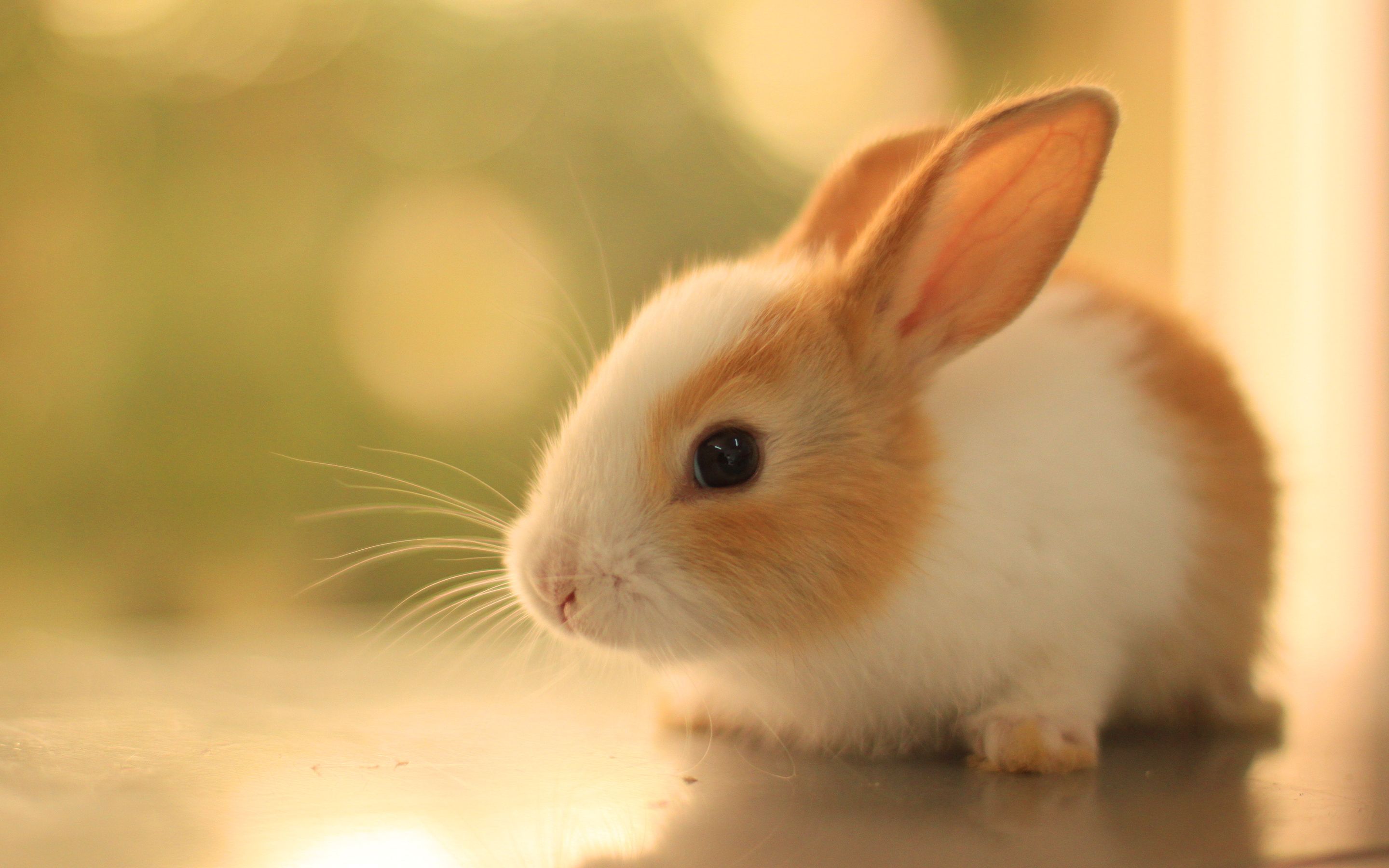 Bunnies - Bunny Rabbits fondo de pantalla (40609233) - fanpop