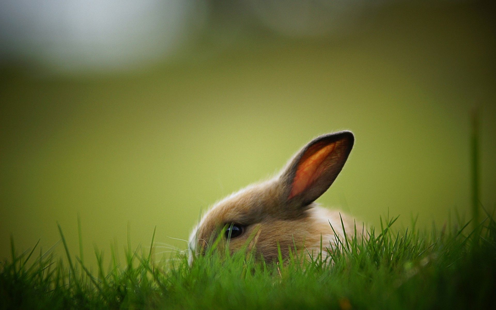 Rabbit Wallpapers HD Pictures - One HD Wallpaper Pictures