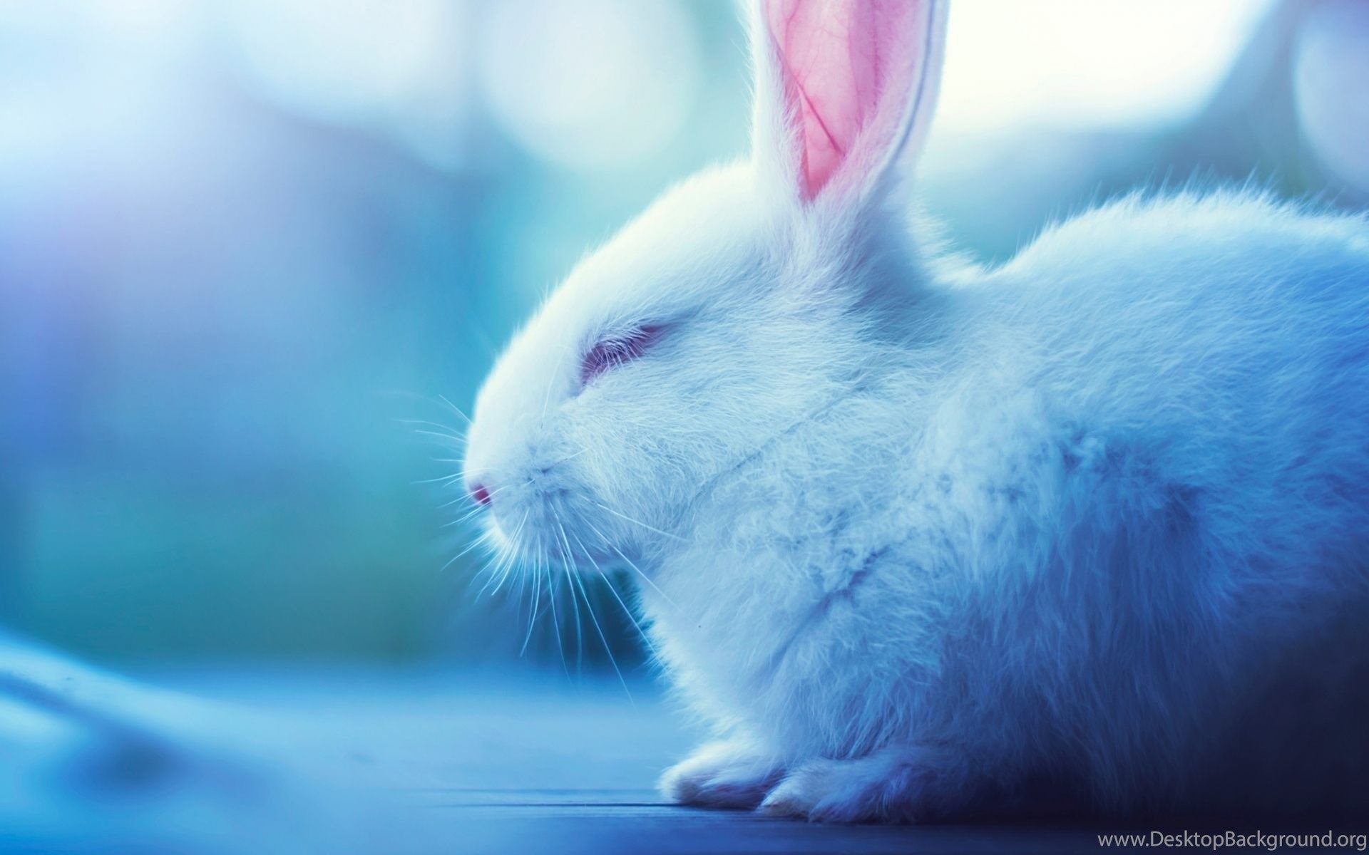 Cute Bunny Rabbits Wallpapers - Top gratis Conejos lindos Bunny