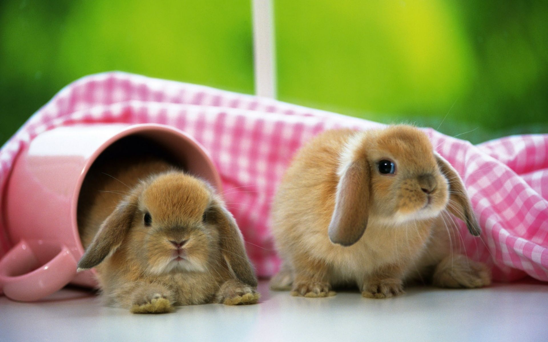 Conejos - conejos fondo de pantalla (40609212) - fanpop
