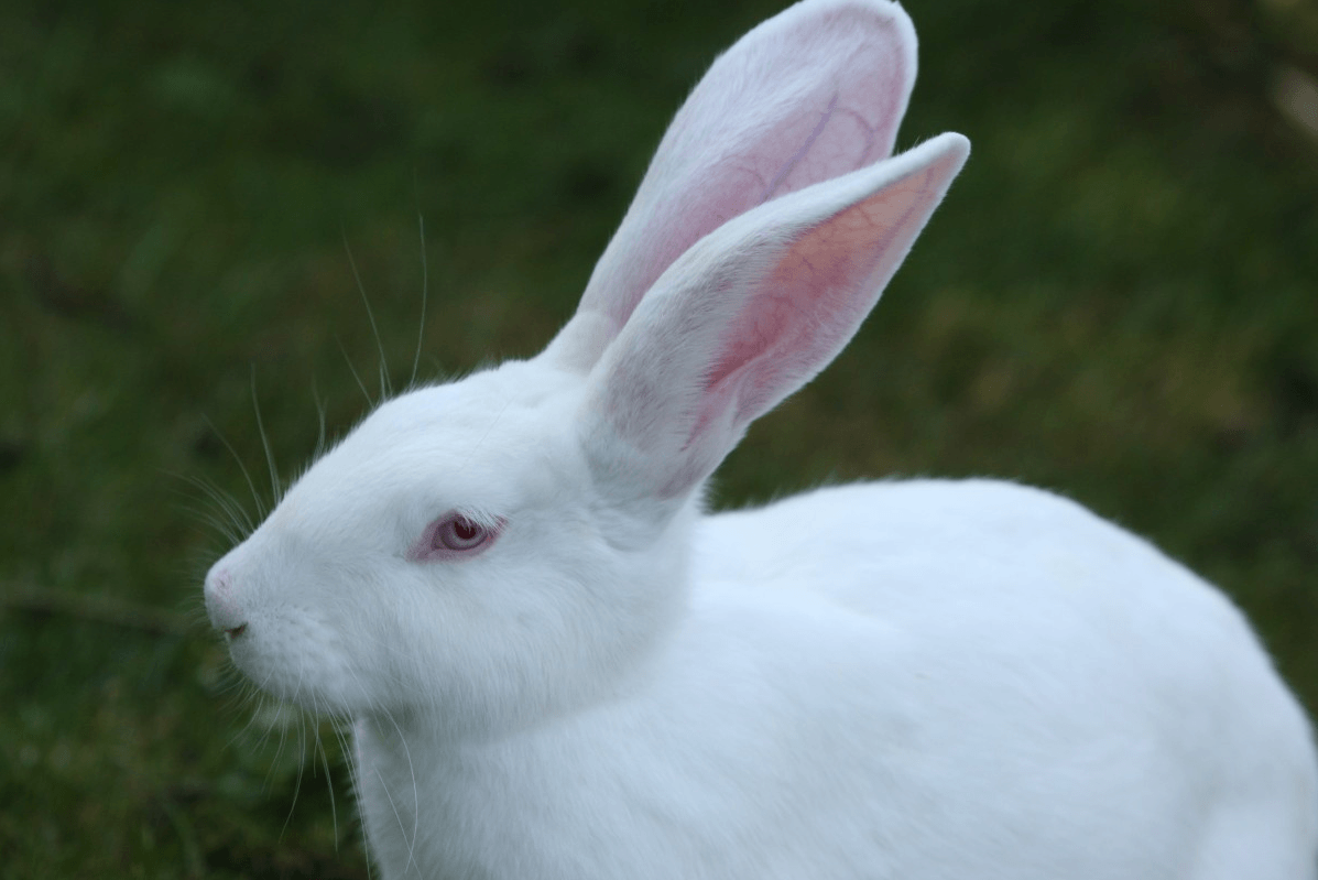 Rabbit Sweet Images Descargar Rabbit Wallpapers Descargar - White Hare