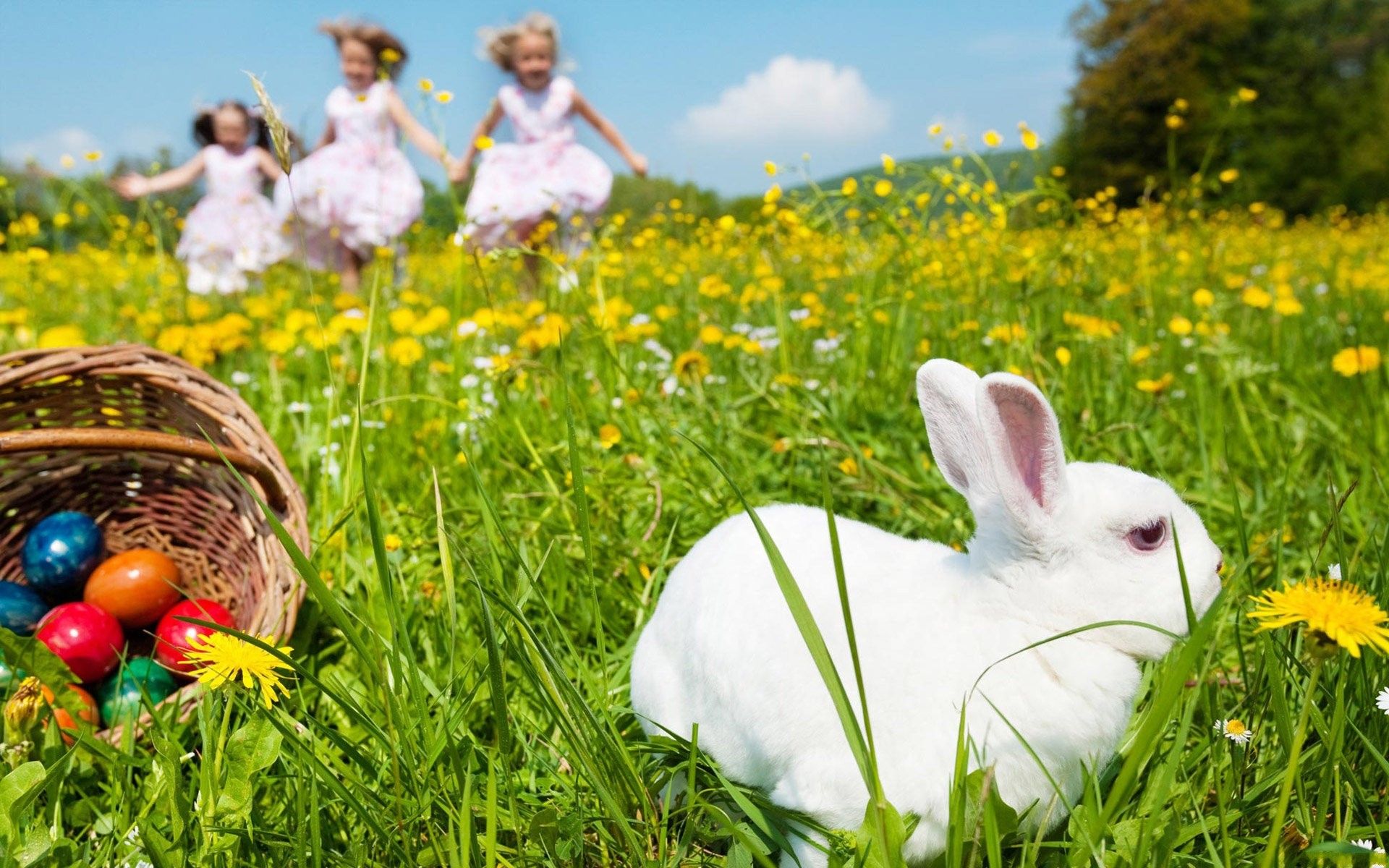 White pascua conejo fondos de pantalla | Conejo de pascua blanco fotos gratis