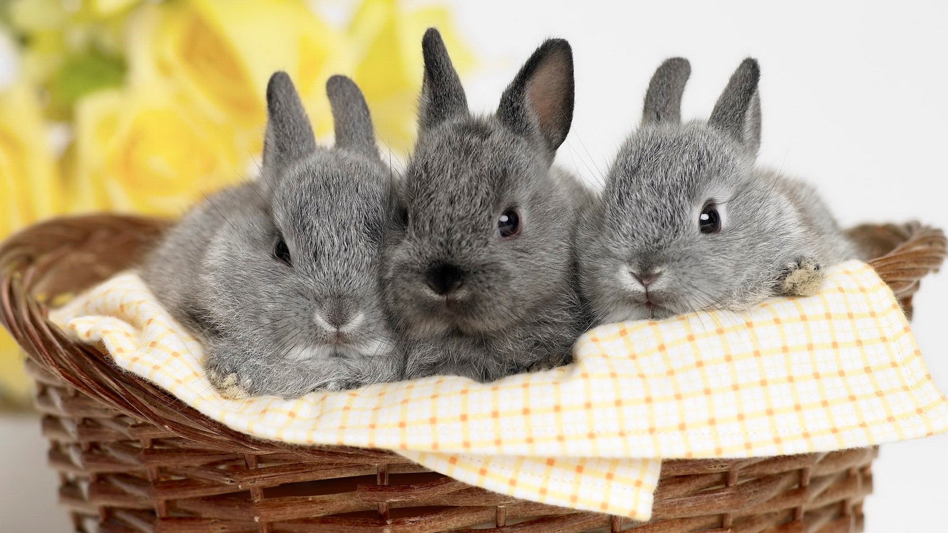 Descarga gratuita de Three Cute HD Rabbit Wallpapers | HD Wallpapers