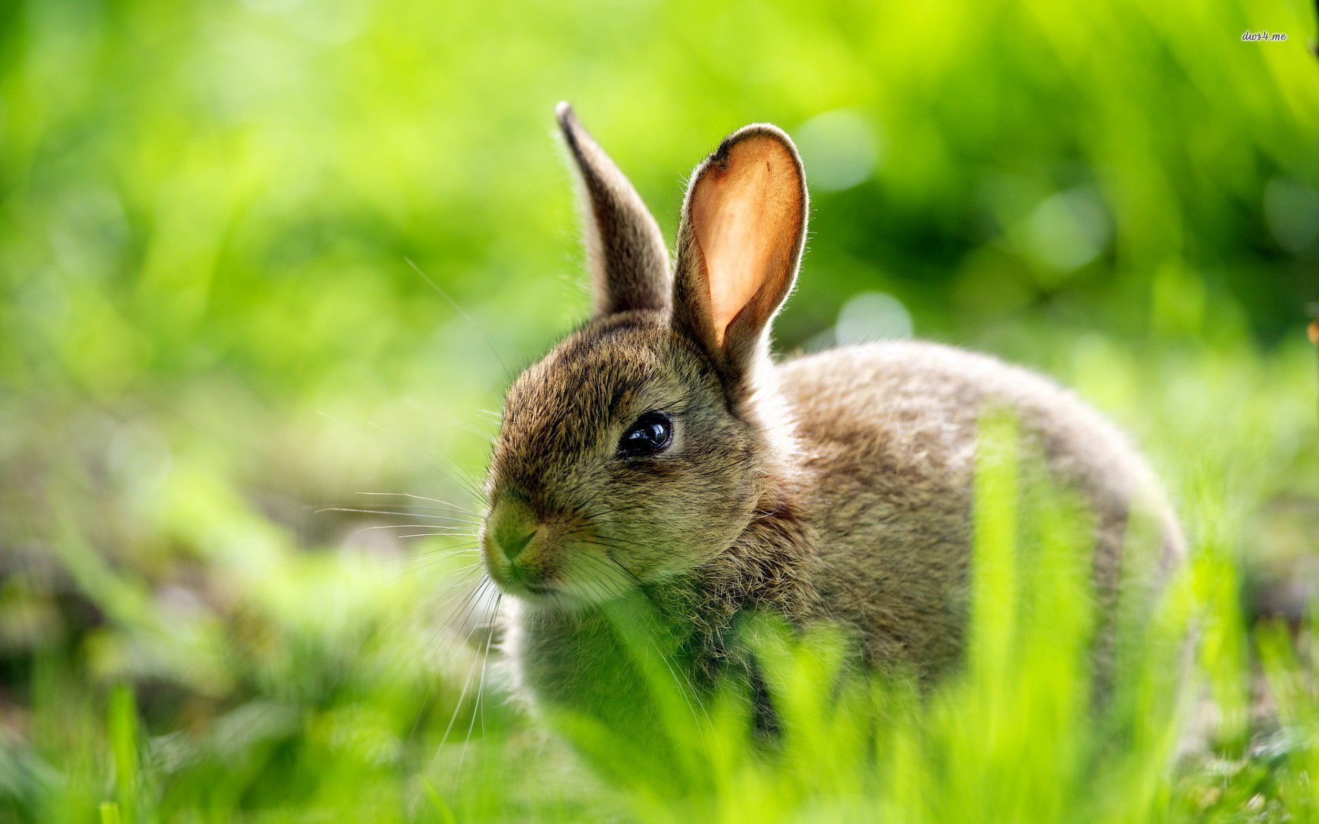 Fondo de pantalla de conejo - Fondos de animales - # 30974