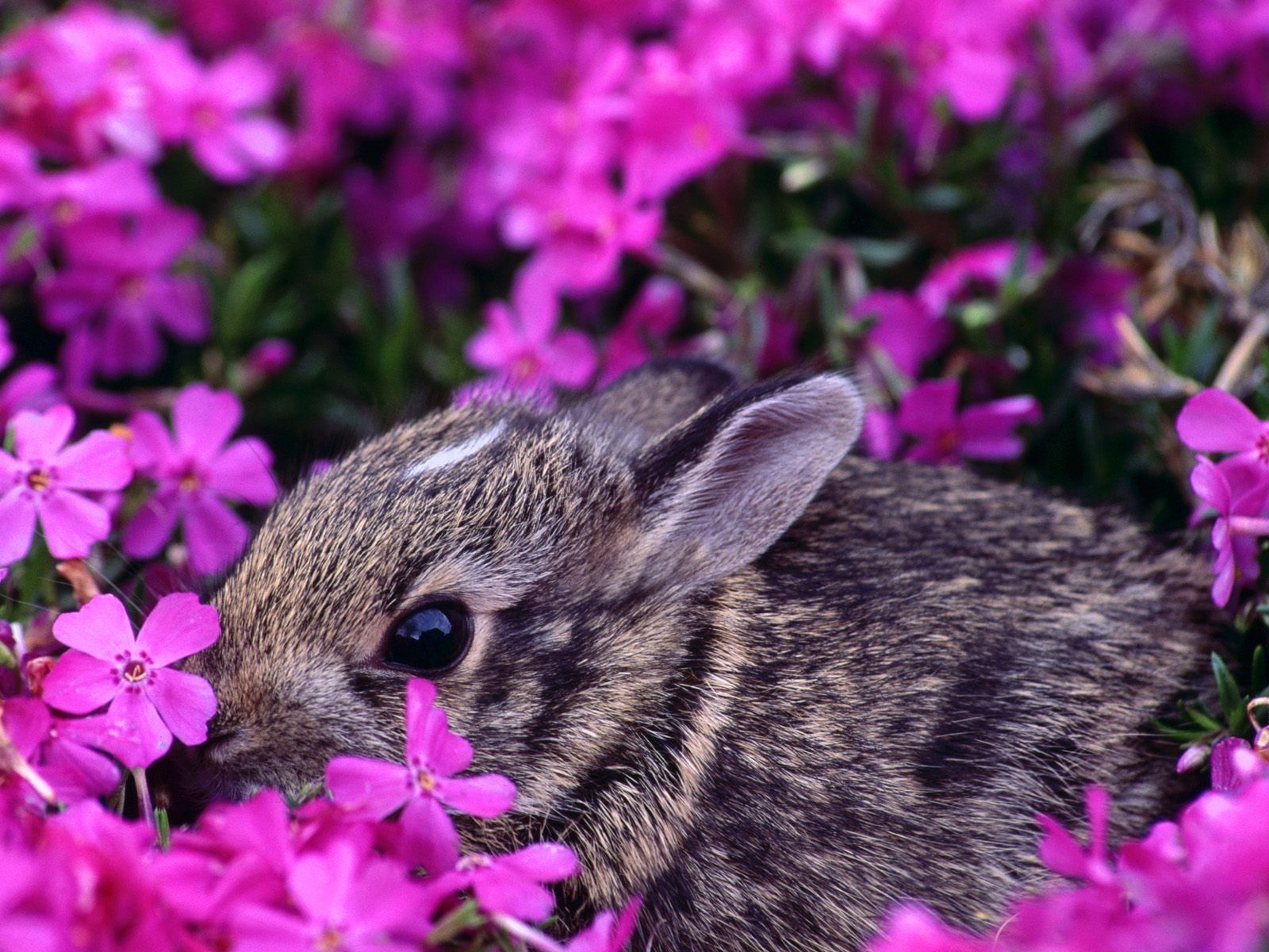 Conejito con flores | La fauna se encuentra con Flora | Fondo de pantalla de conejo, Animal