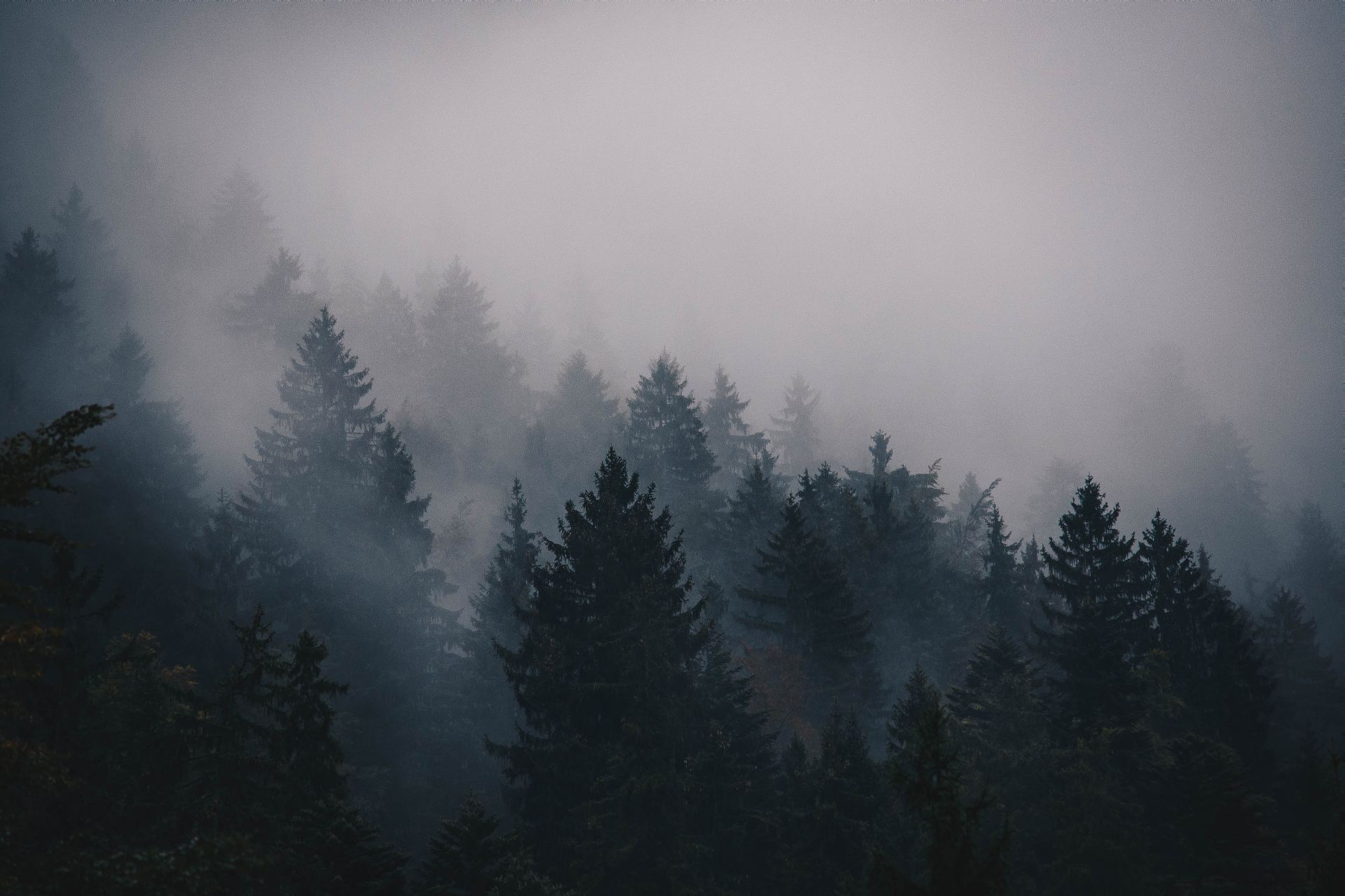 Descargar Foggy Forest Wallpaper Nature HD gratis