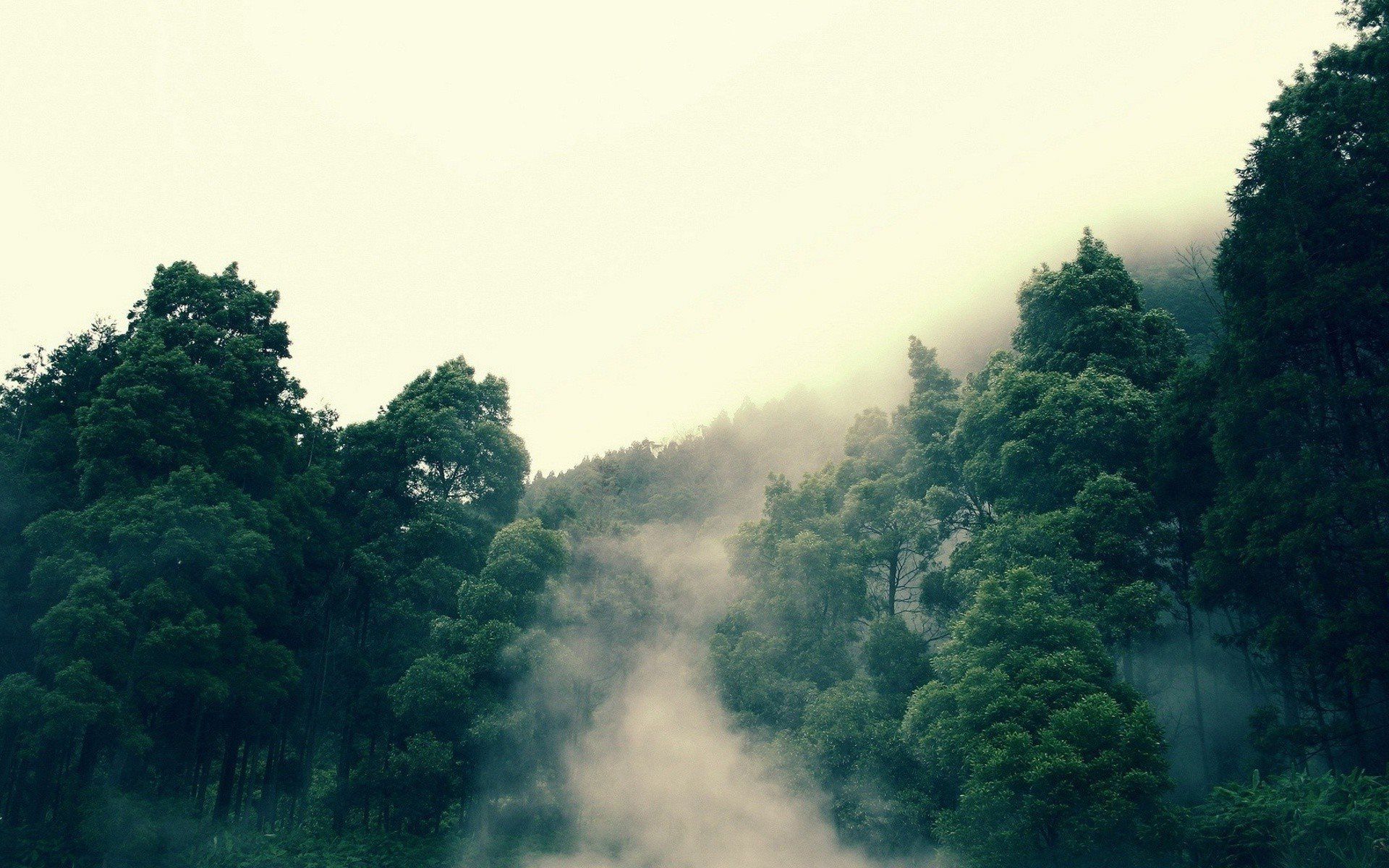 Hermoso fondo de pantalla de niebla en el bosque [1920x1200]