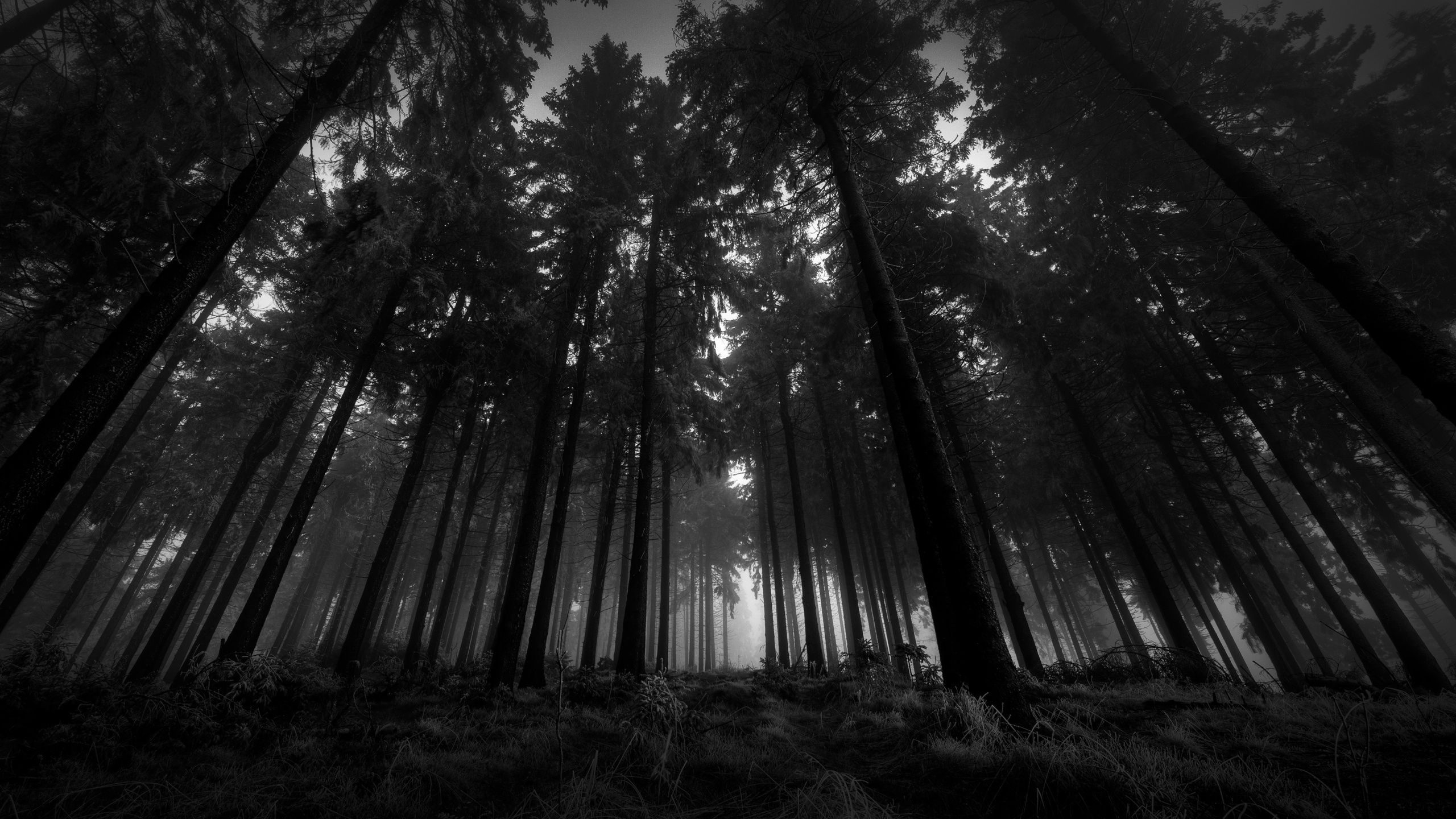 dark-forest-wallpapers-for-iphone-For-Widescreen-Wallpaper |